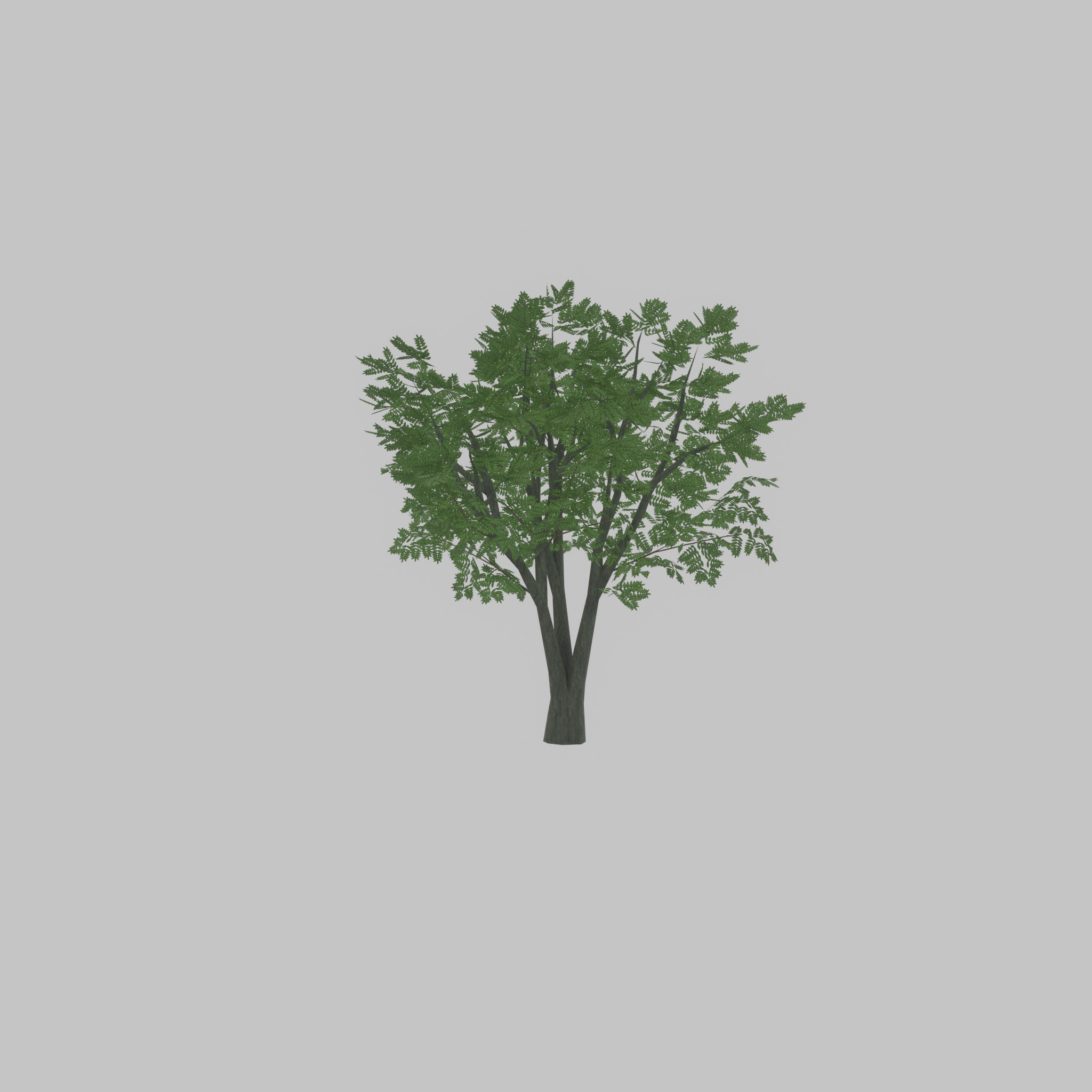Japanese pagoda tree summer 5000mm Low-poly 3D model_54