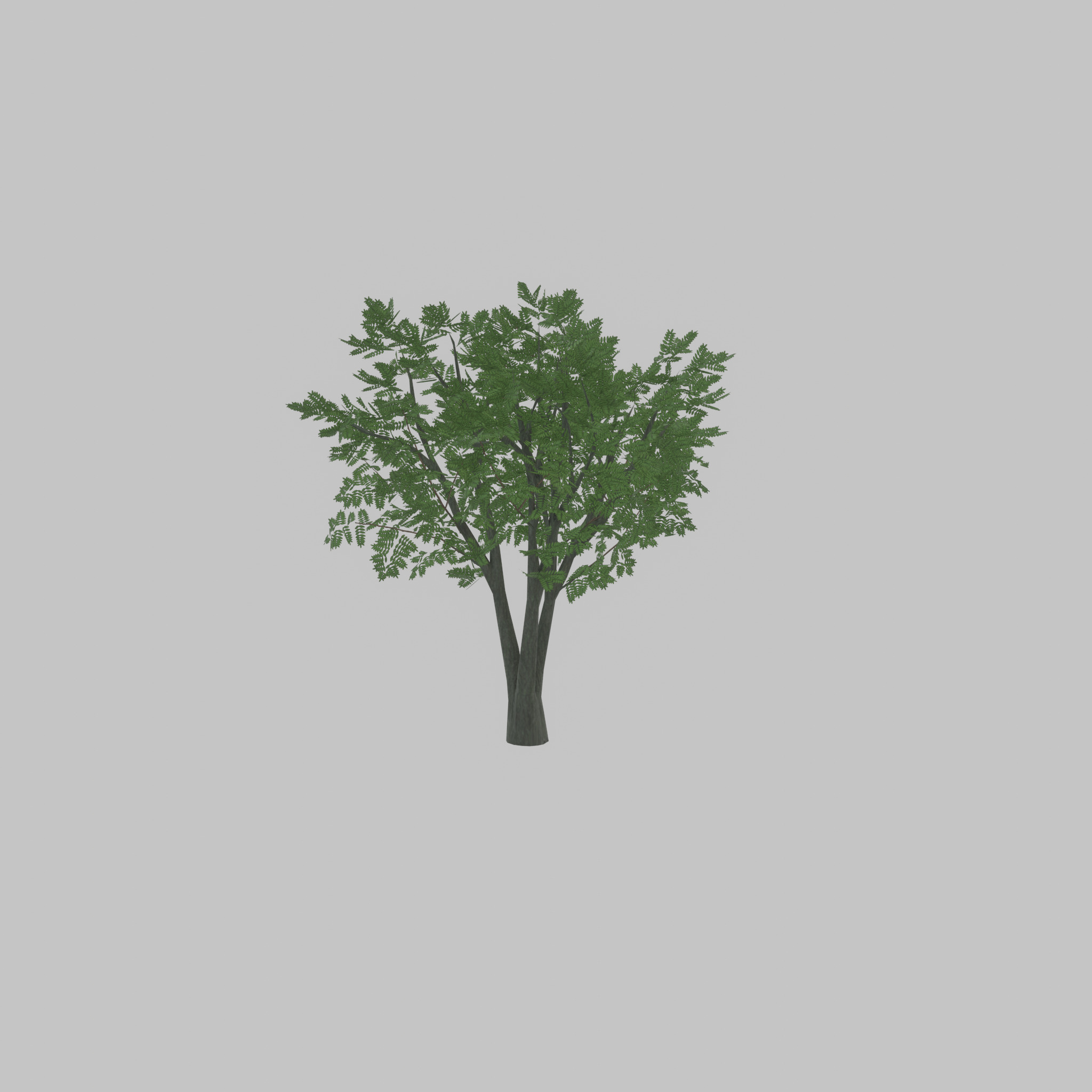 Japanese pagoda tree summer 5000mm Low-poly 3D model_38