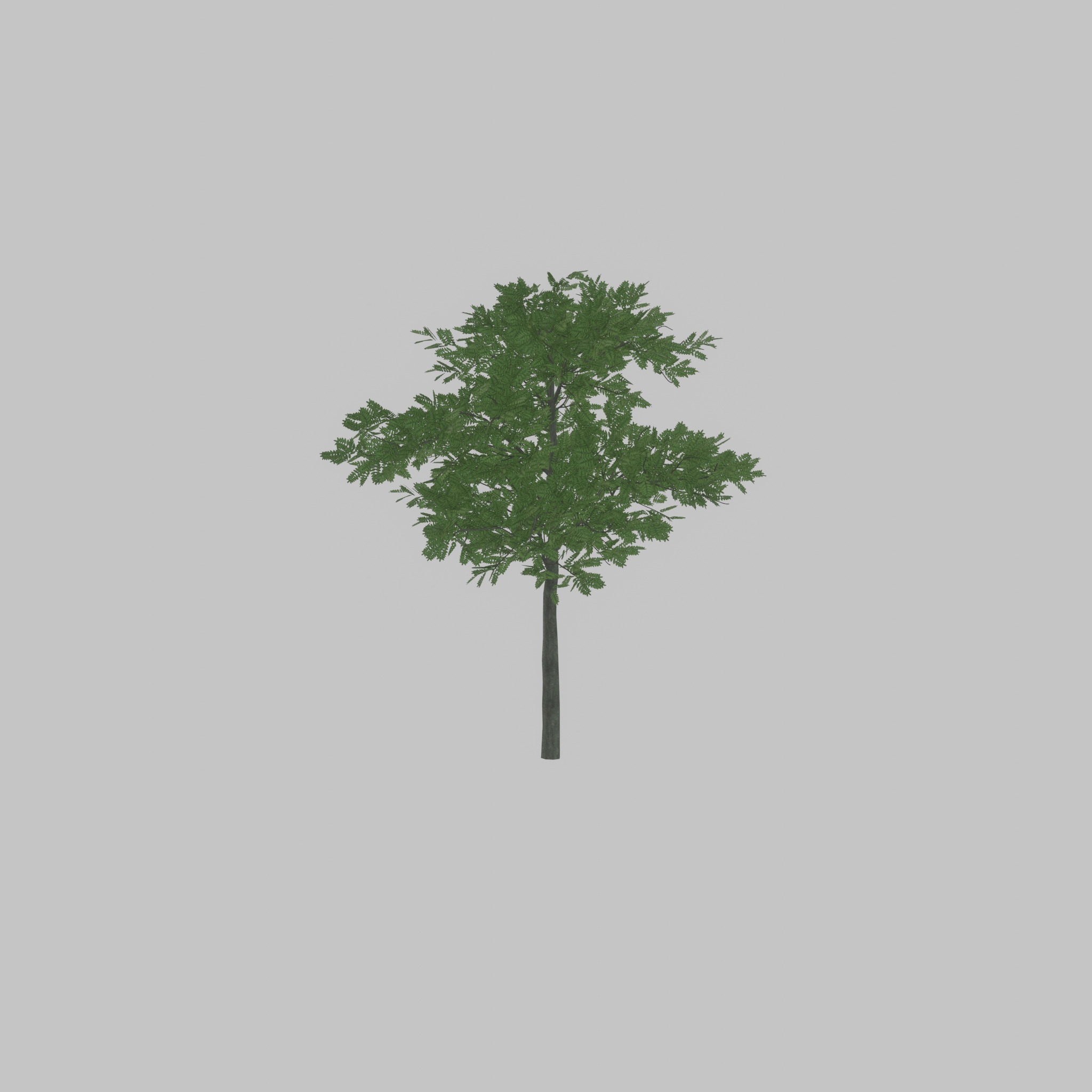 Japanese pagoda tree summer 8000mm Low-poly 3D model_22