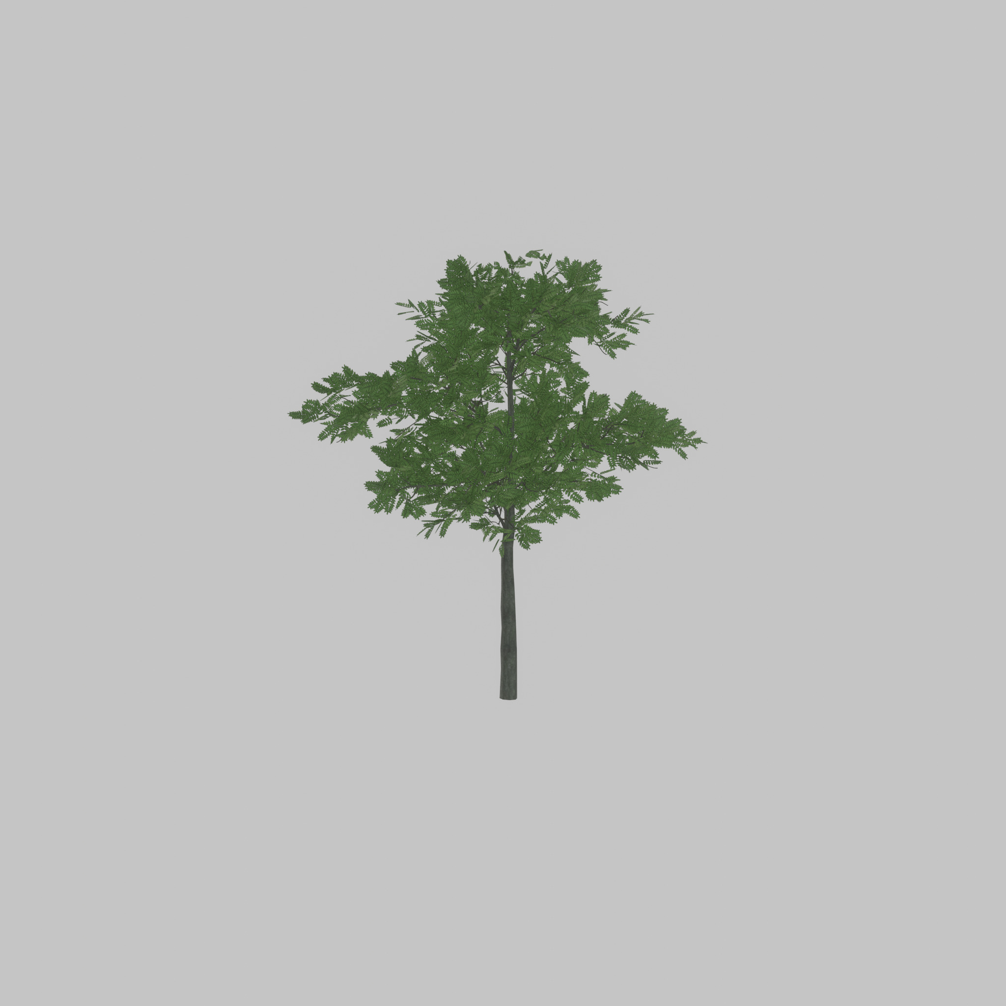 Japanese pagoda tree summer 8000mm Low-poly 3D model_23