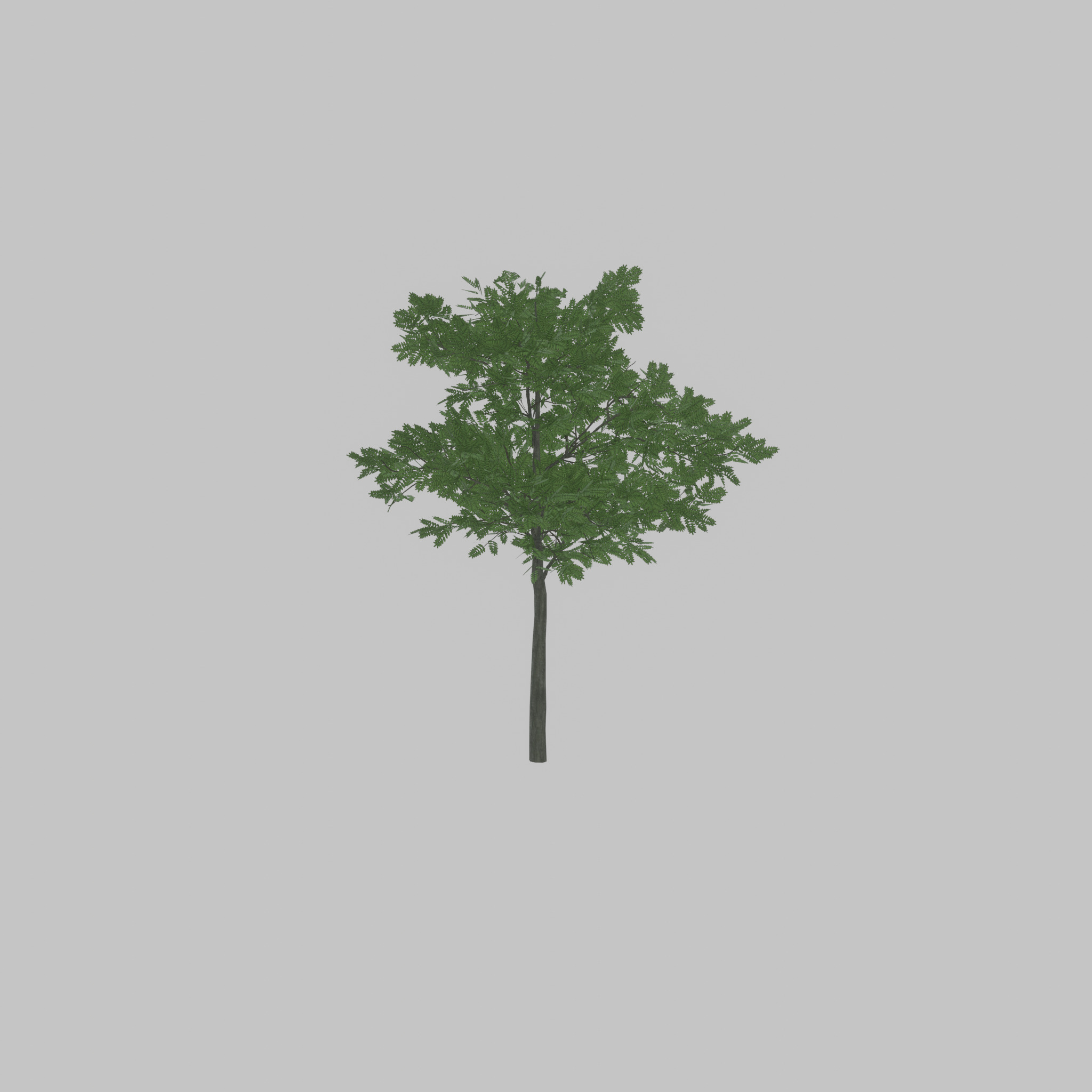 Japanese pagoda tree summer 8000mm Low-poly 3D model_45
