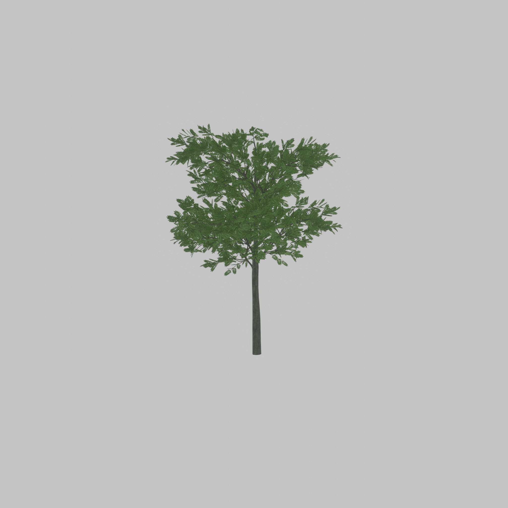 Japanese pagoda tree summer 8000mm Low-poly 3D model_34