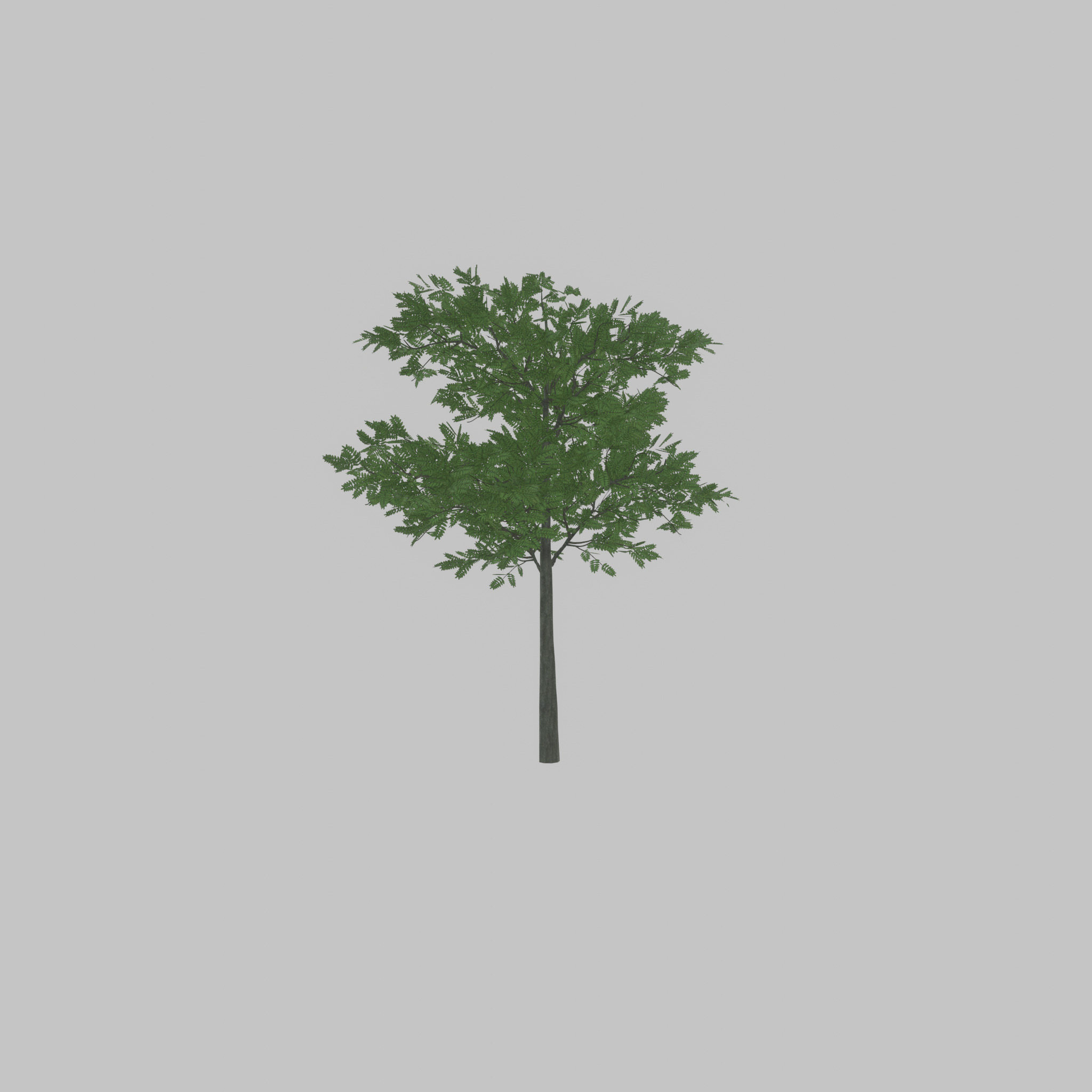 Japanese pagoda tree summer 8000mm Low-poly 3D model_36