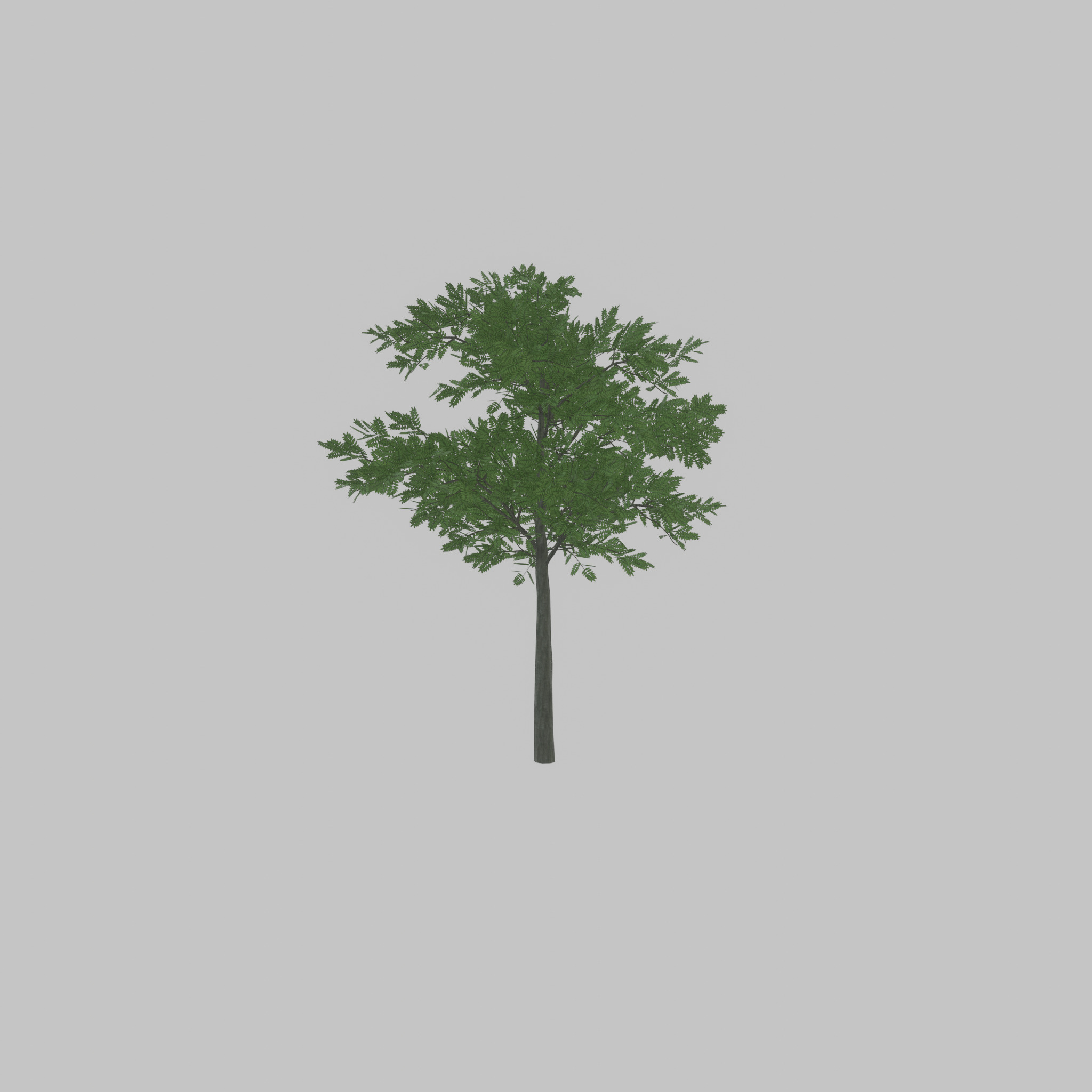 Japanese pagoda tree summer 8000mm Low-poly 3D model_39