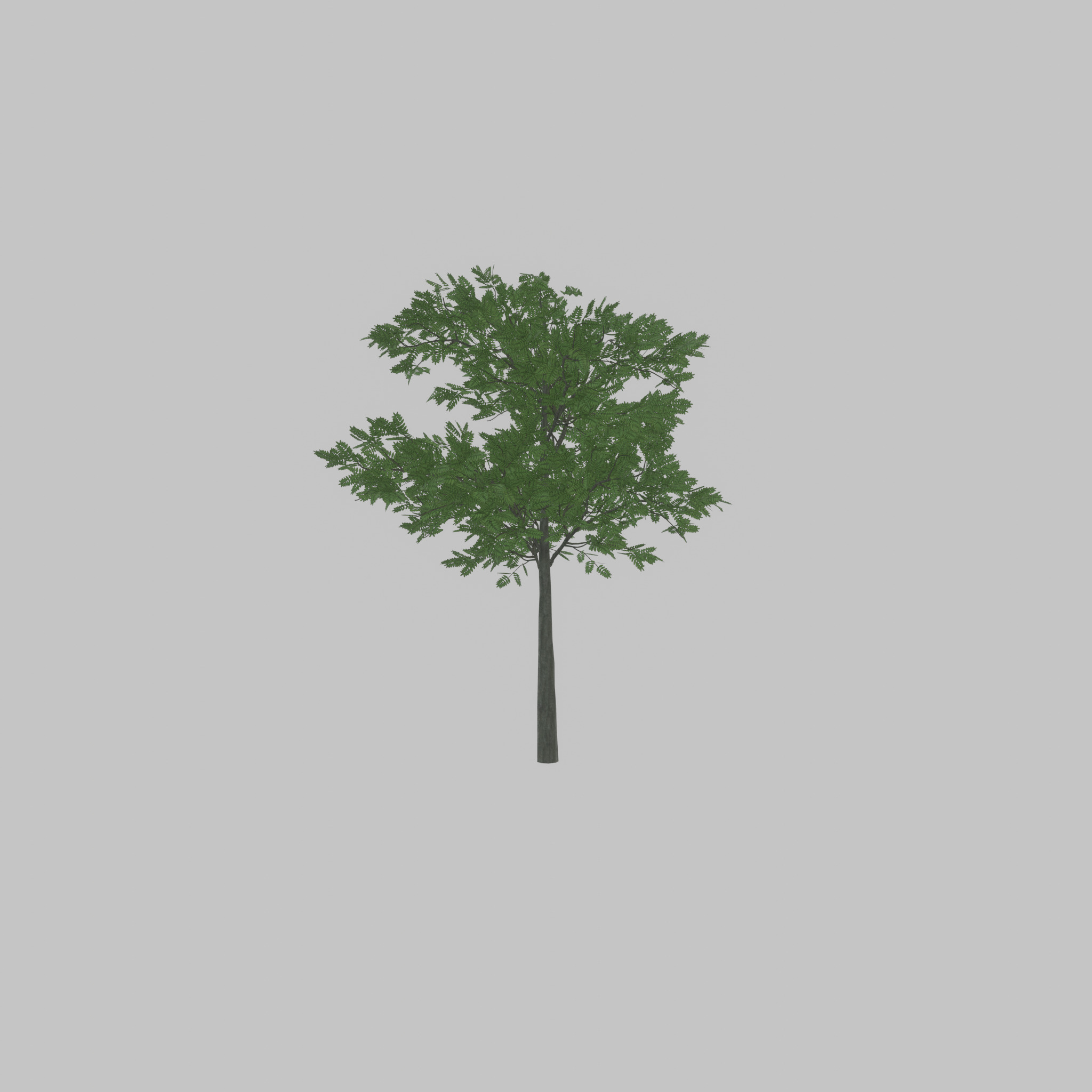 Japanese pagoda tree summer 8000mm Low-poly 3D model_37