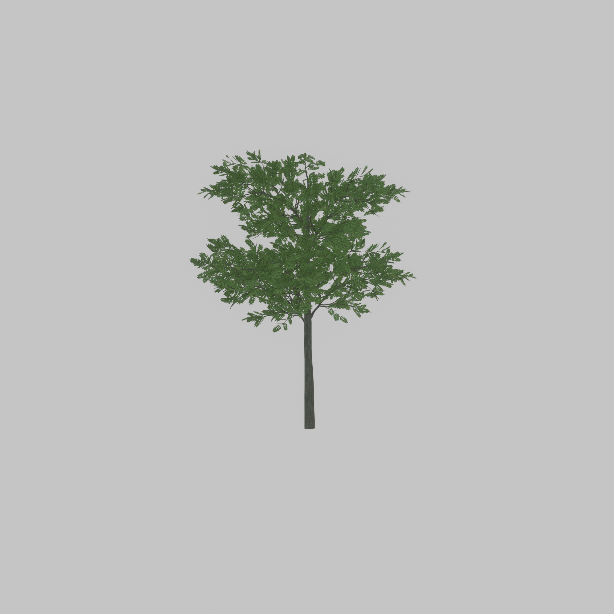 Japanese pagoda tree summer 8000mm Low-poly 3D model_35