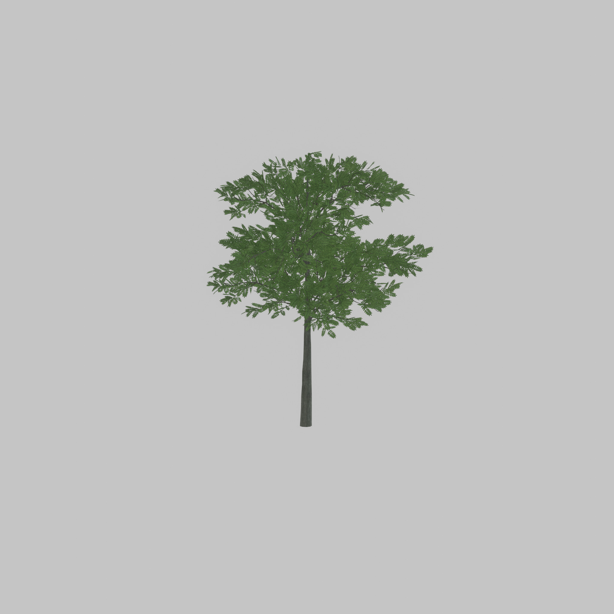 Japanese pagoda tree summer 8000mm Low-poly 3D model_53