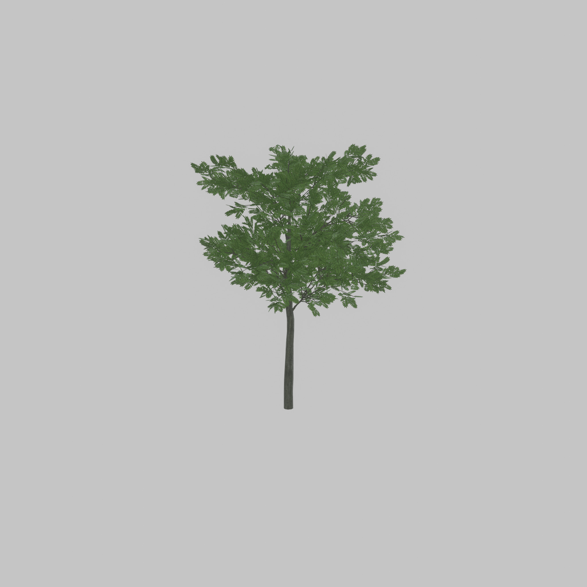 Japanese pagoda tree summer 8000mm Low-poly 3D model_48