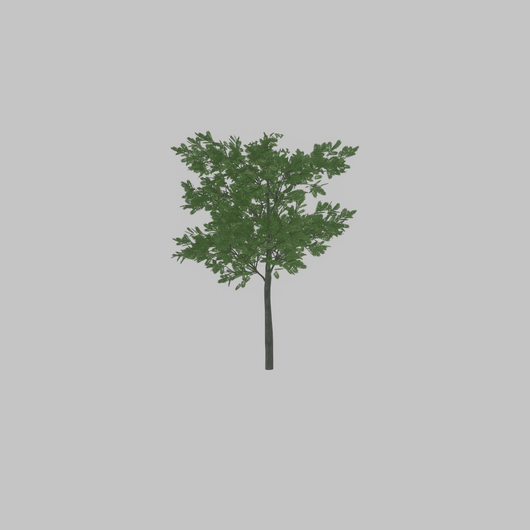 Japanese pagoda tree summer 8000mm Low-poly 3D model_30