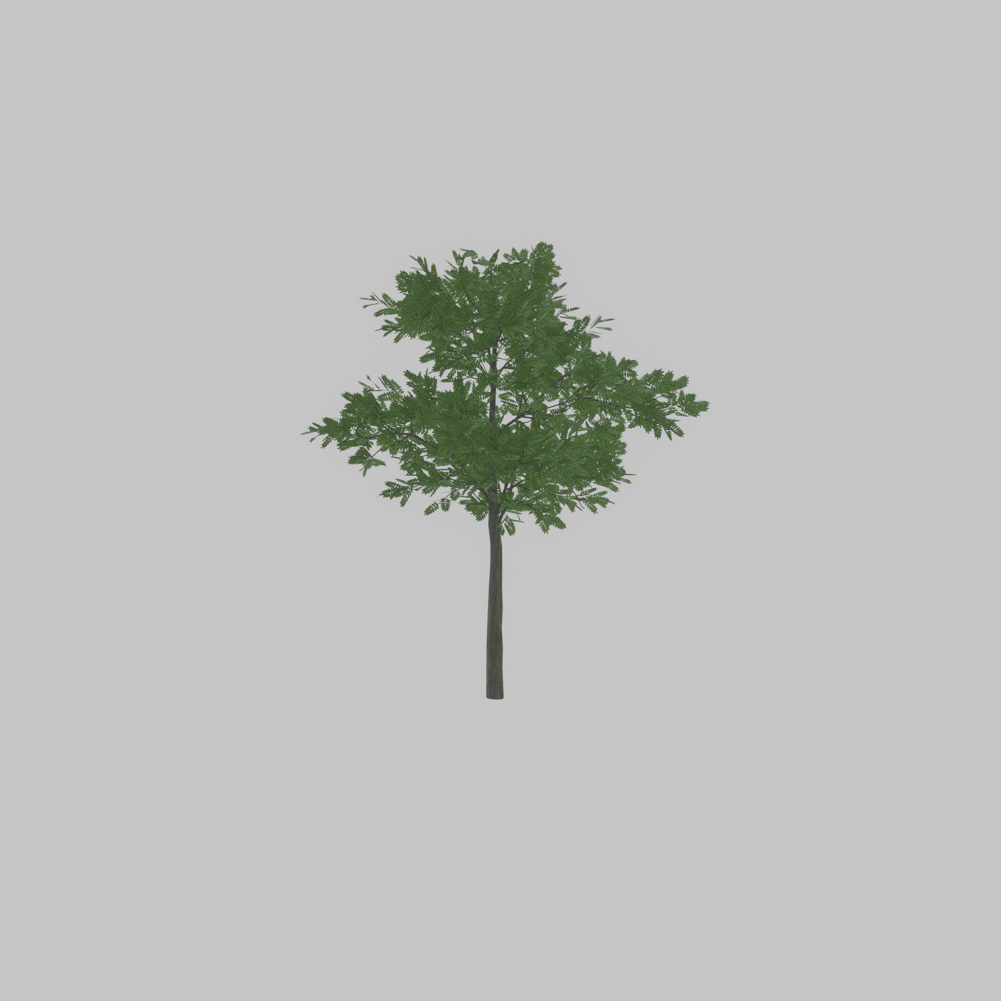 Japanese pagoda tree summer 8000mm Low-poly 3D model_42