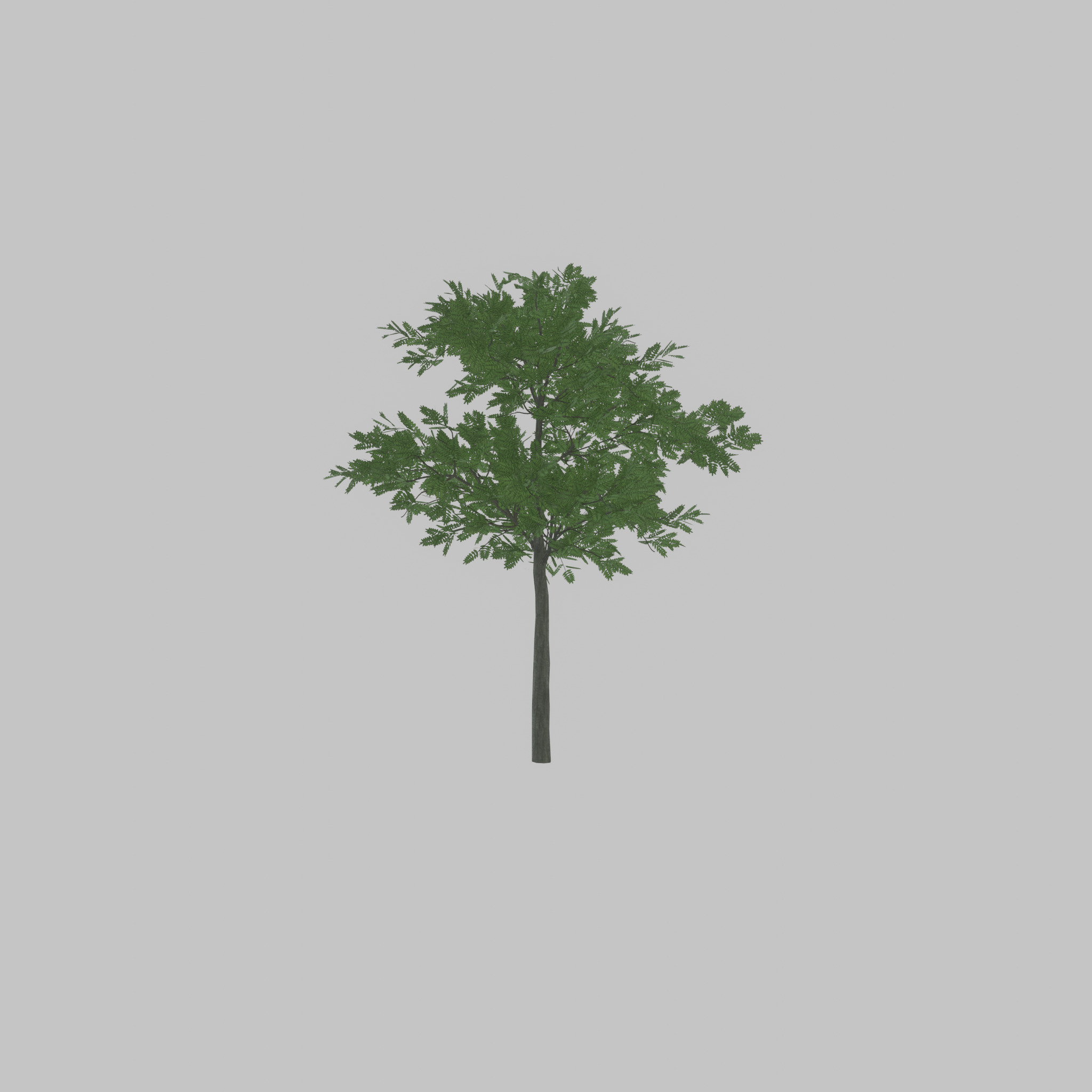 Japanese pagoda tree summer 8000mm Low-poly 3D model_41