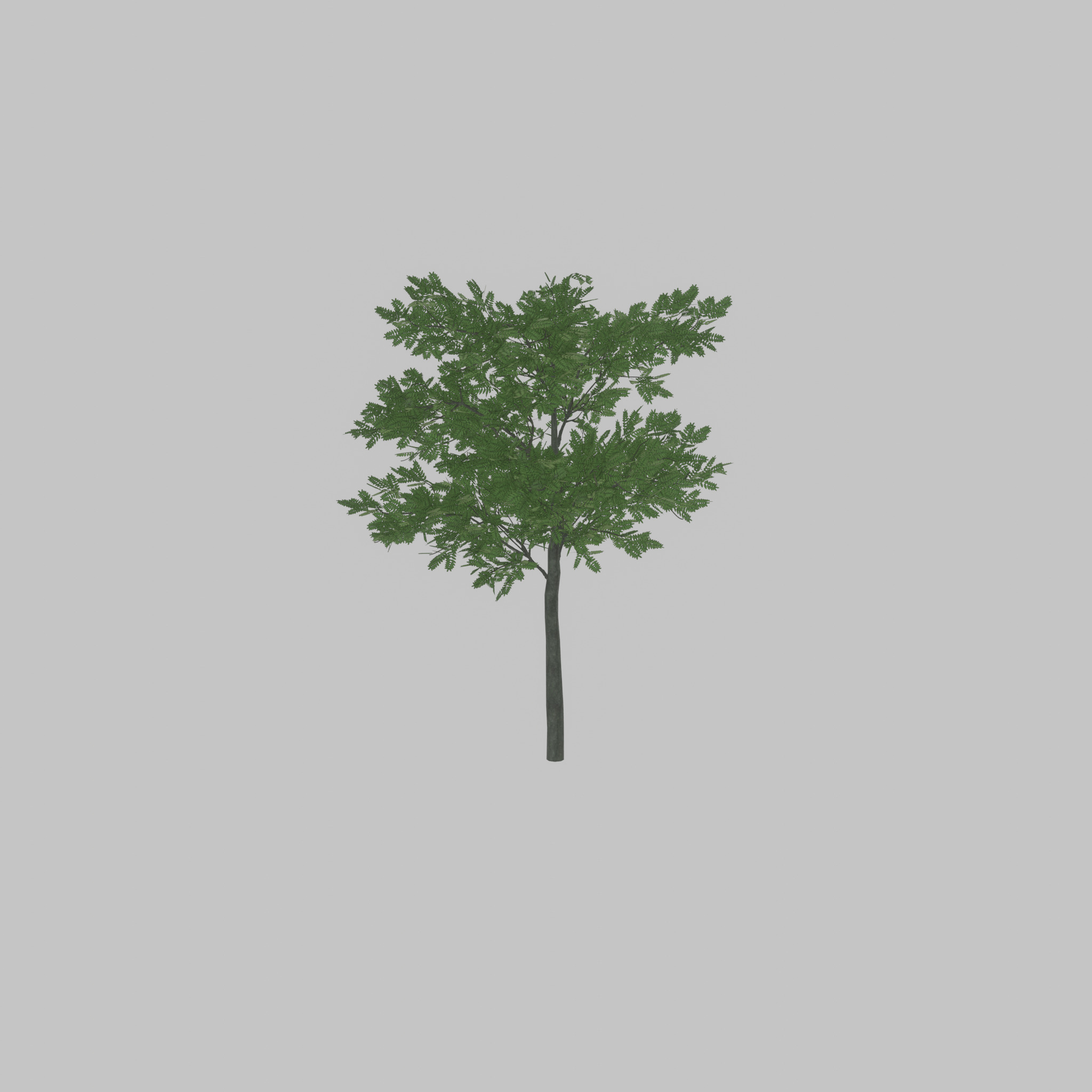 Japanese pagoda tree summer 8000mm Low-poly 3D model_28