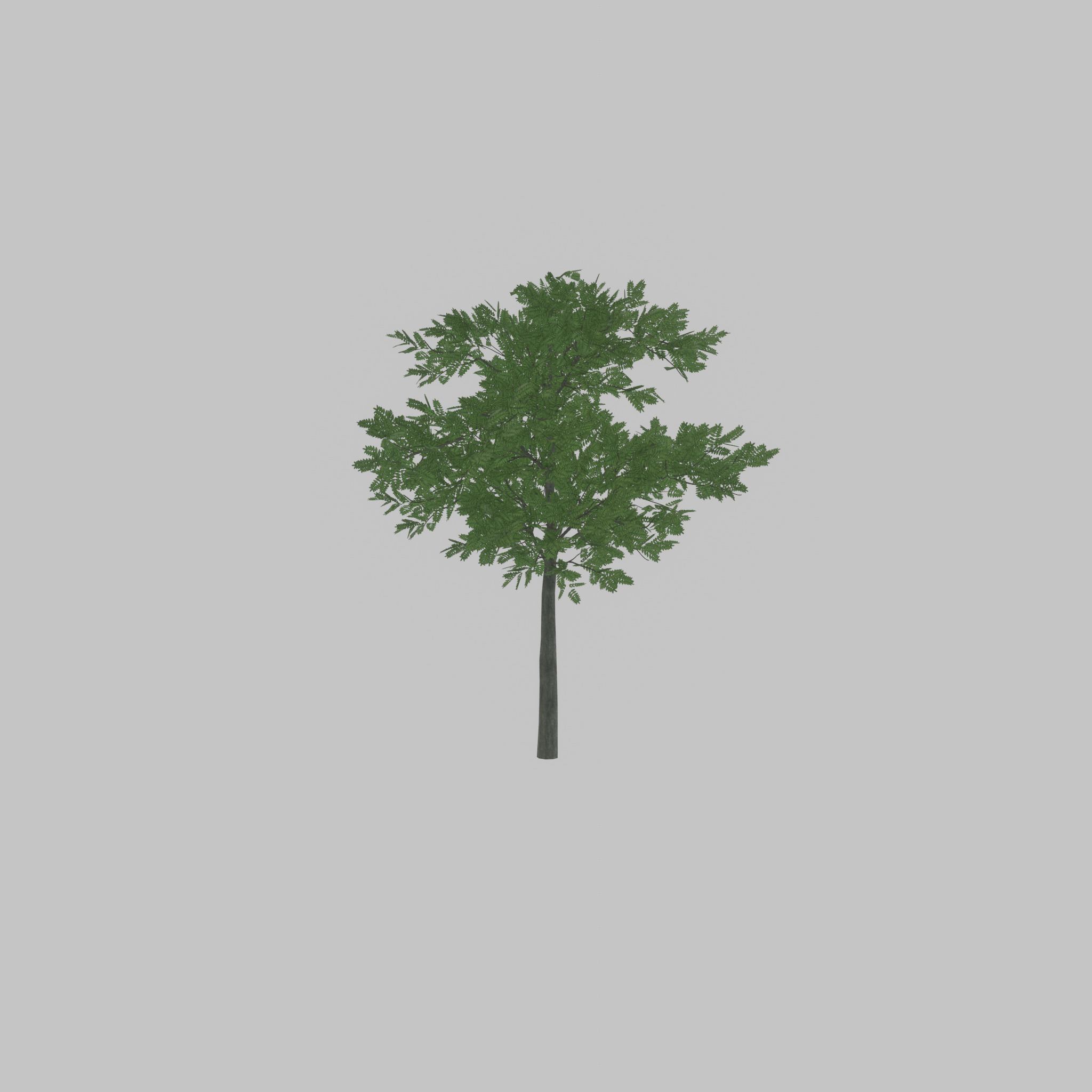 Japanese pagoda tree summer 8000mm Low-poly 3D model_55