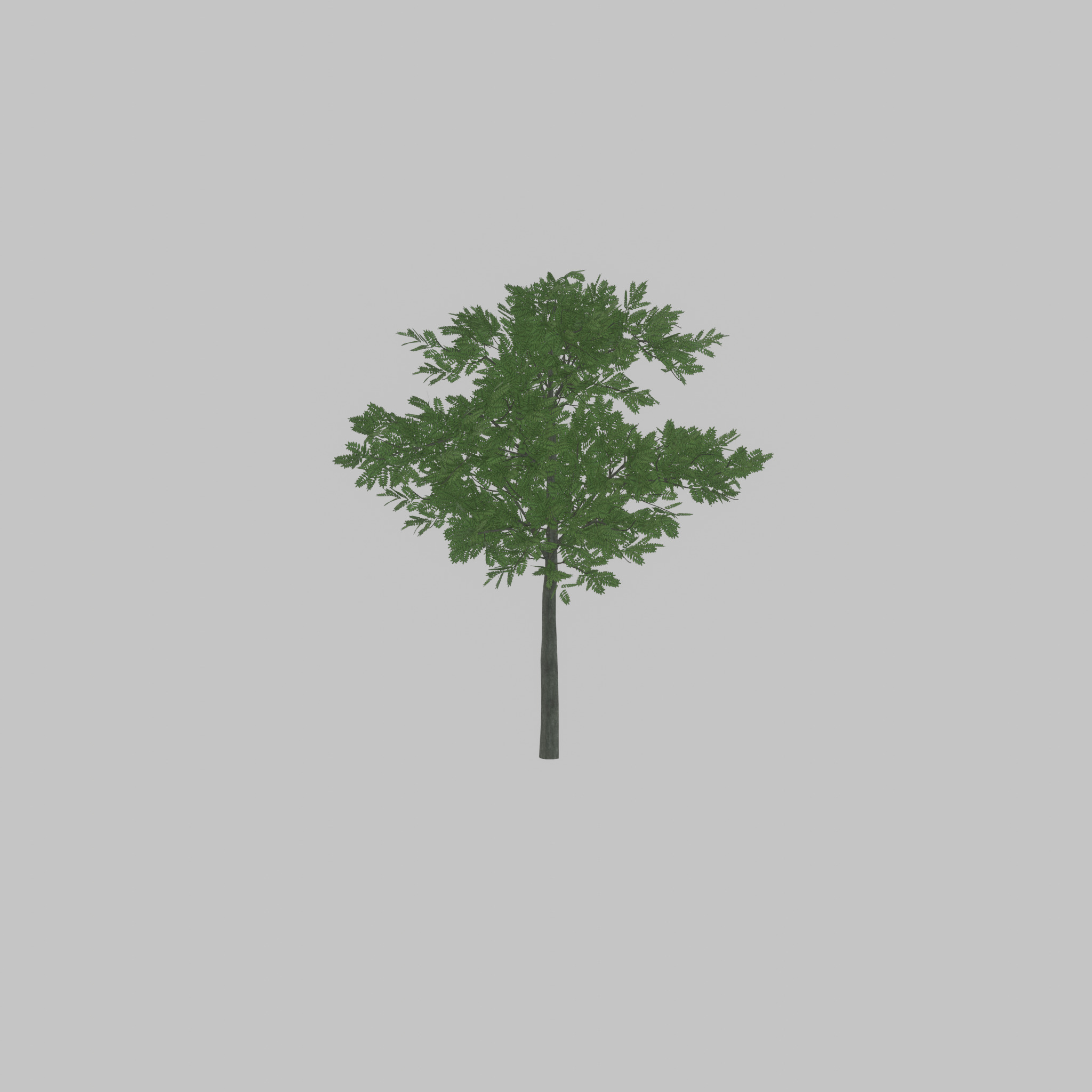 Japanese pagoda tree summer 8000mm Low-poly 3D model_56