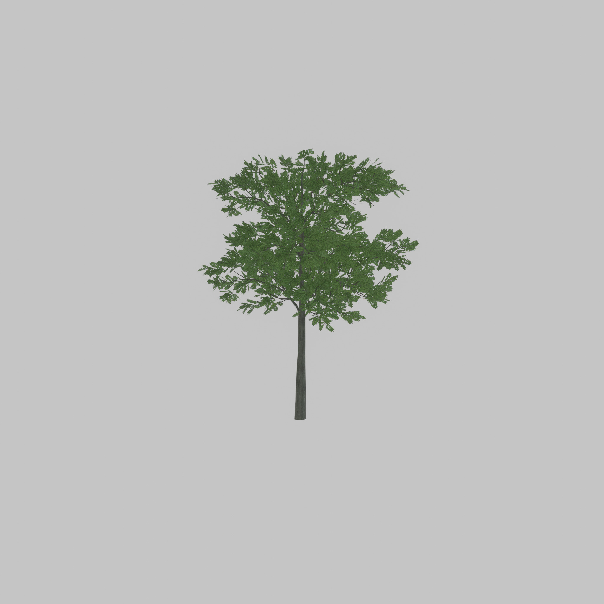 Japanese pagoda tree summer 8000mm Low-poly 3D model_52