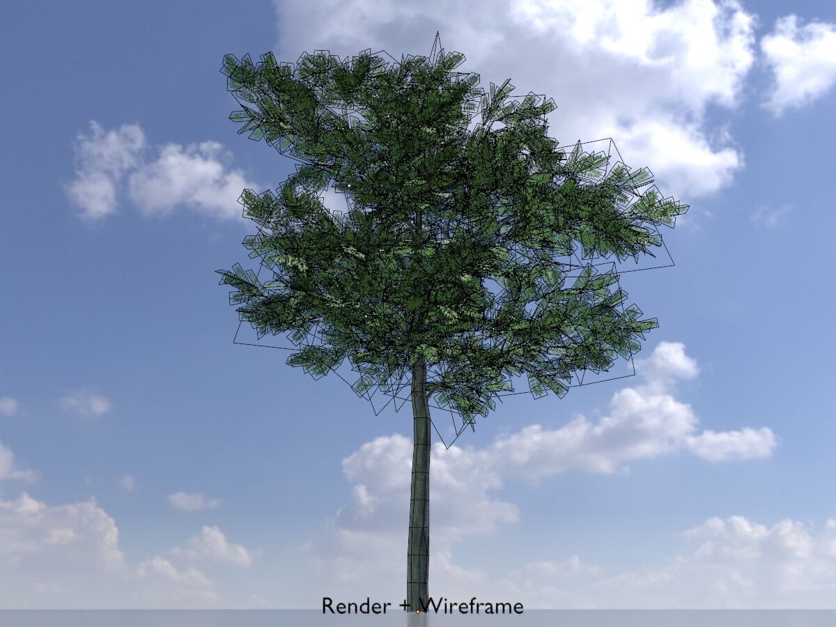 Japanese pagoda tree summer 8000mm Low-poly 3D model_6