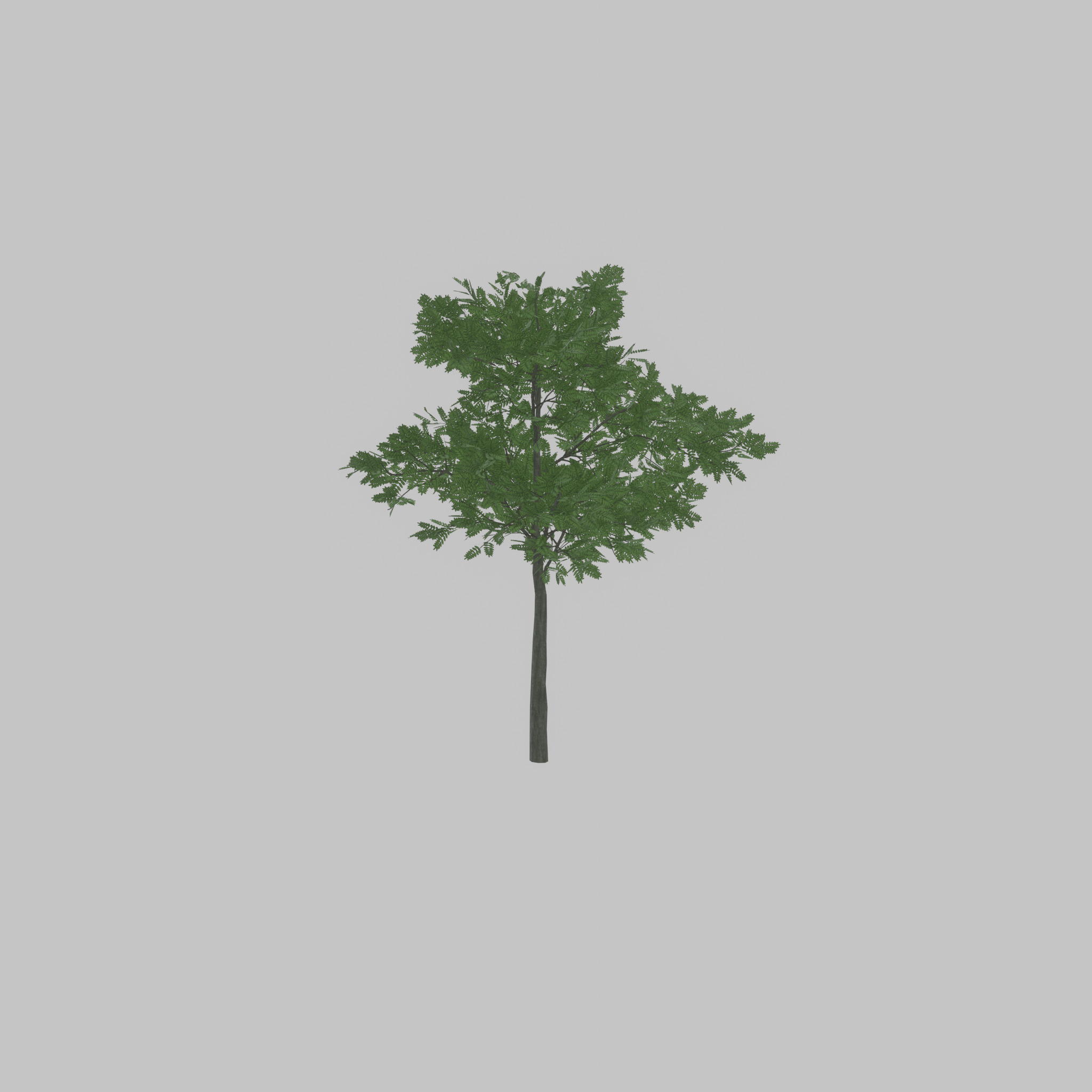 Japanese pagoda tree summer 8000mm Low-poly 3D model_44