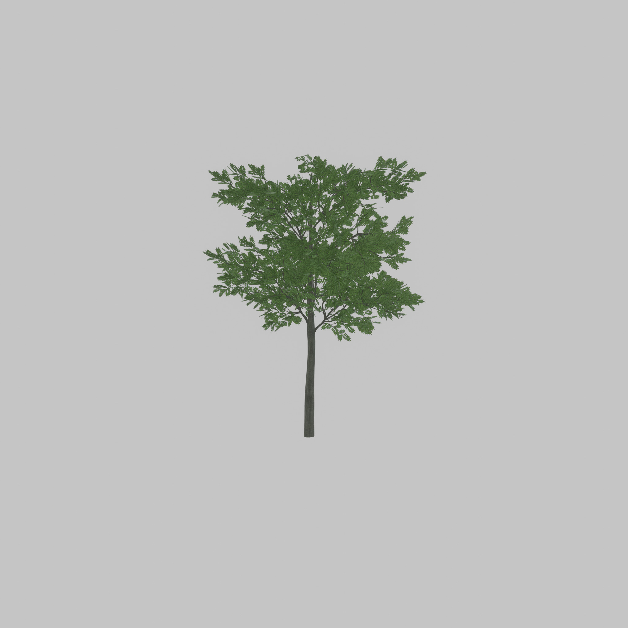 Japanese pagoda tree summer 8000mm Low-poly 3D model_21