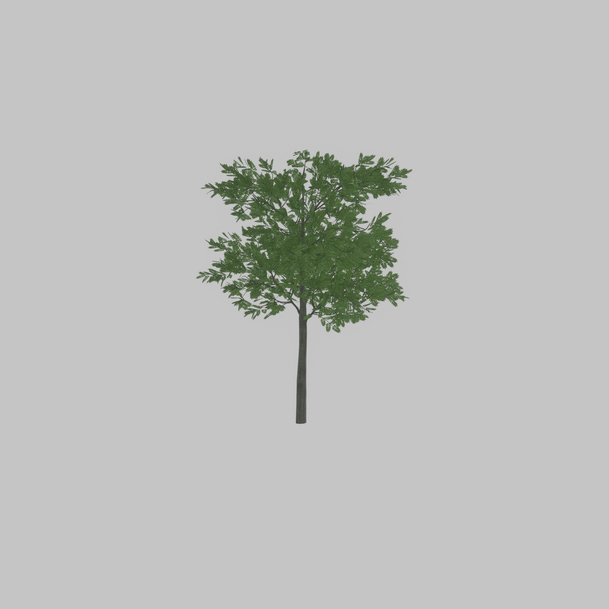 Japanese pagoda tree summer 8000mm Low-poly 3D model_43