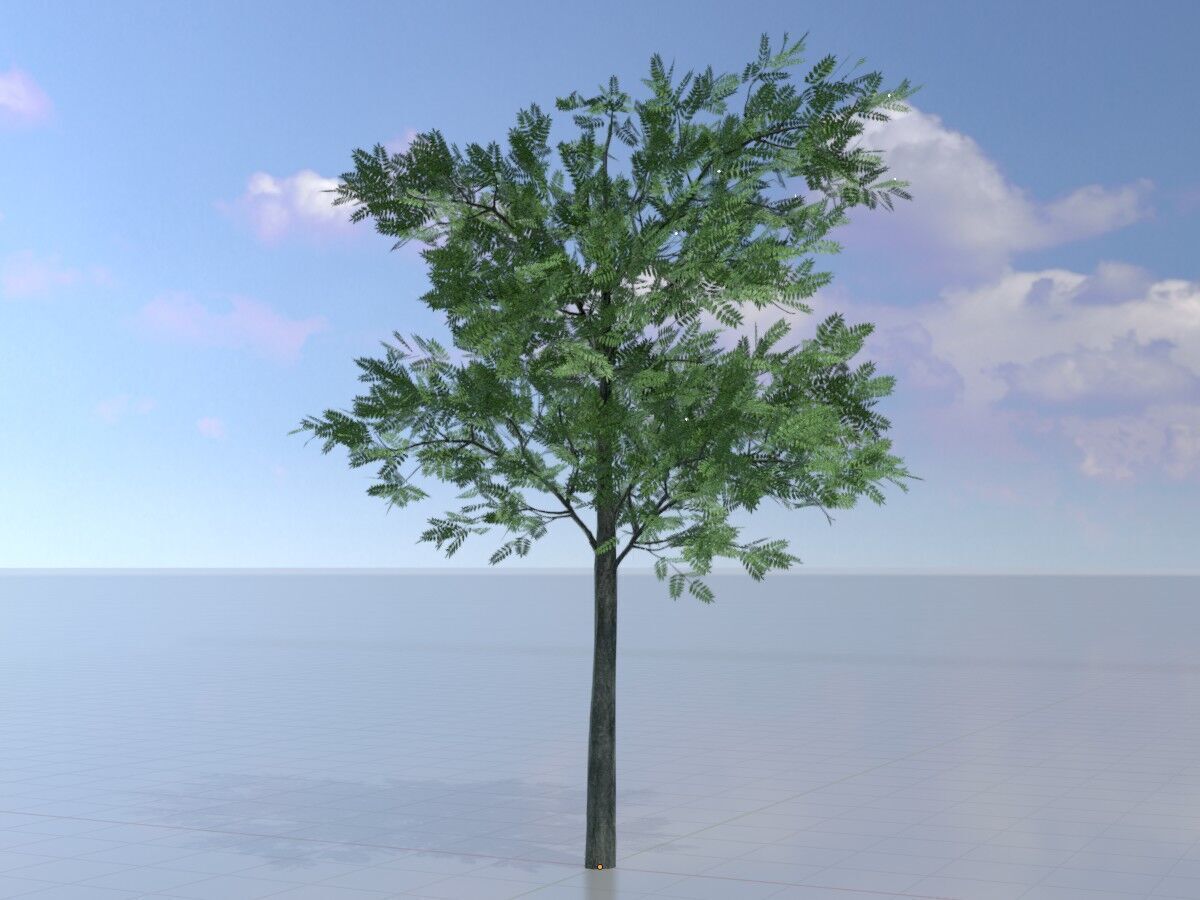 Japanese pagoda tree summer 8000mm Low-poly 3D model_3