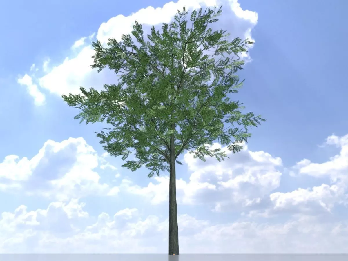 Japanese pagoda tree summer 8000mm Low-poly 3D model_0