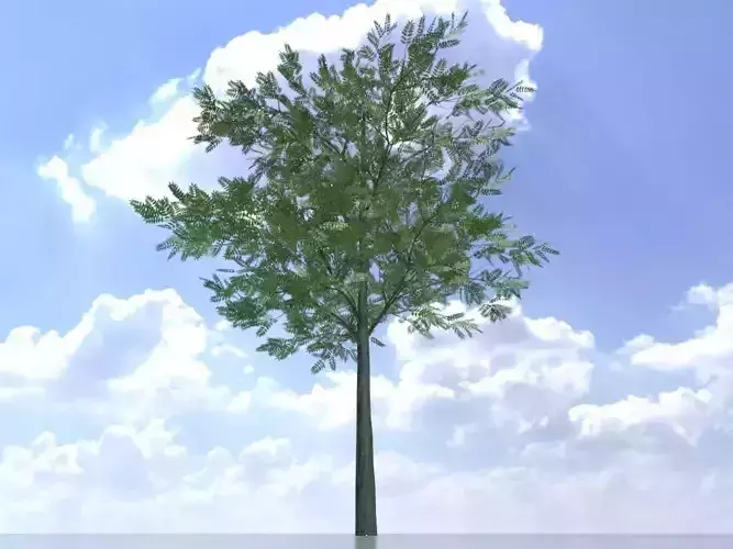 Japanese pagoda tree summer 8000mm