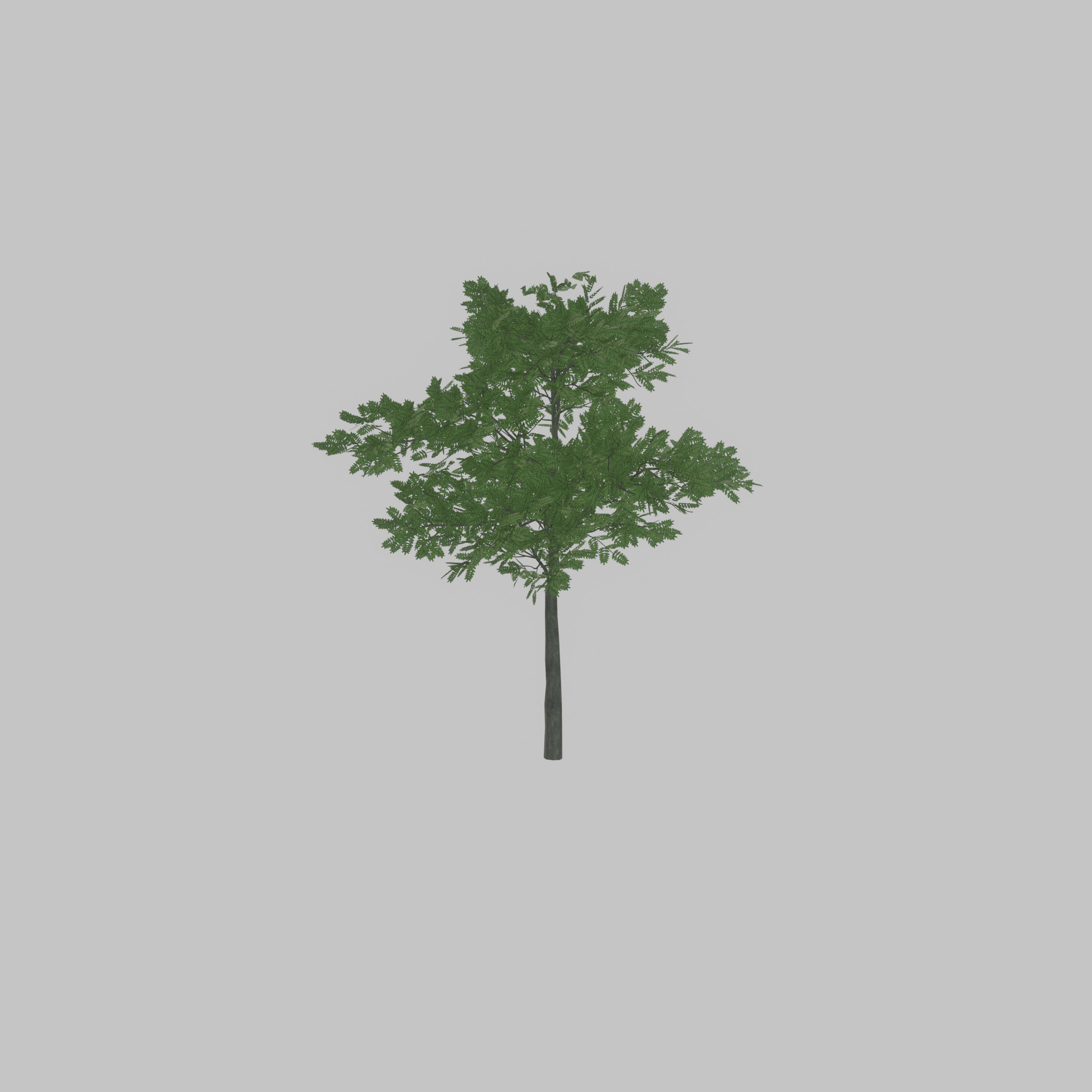 Japanese pagoda tree summer 8000mm Low-poly 3D model_24