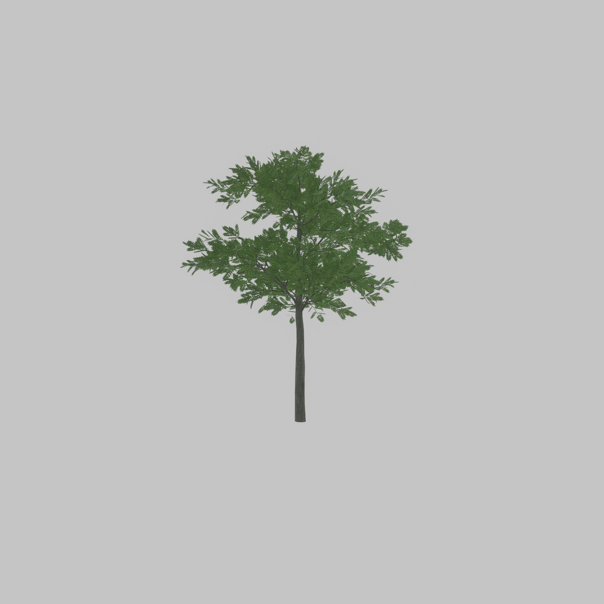 Japanese pagoda tree summer 8000mm Low-poly 3D model_40