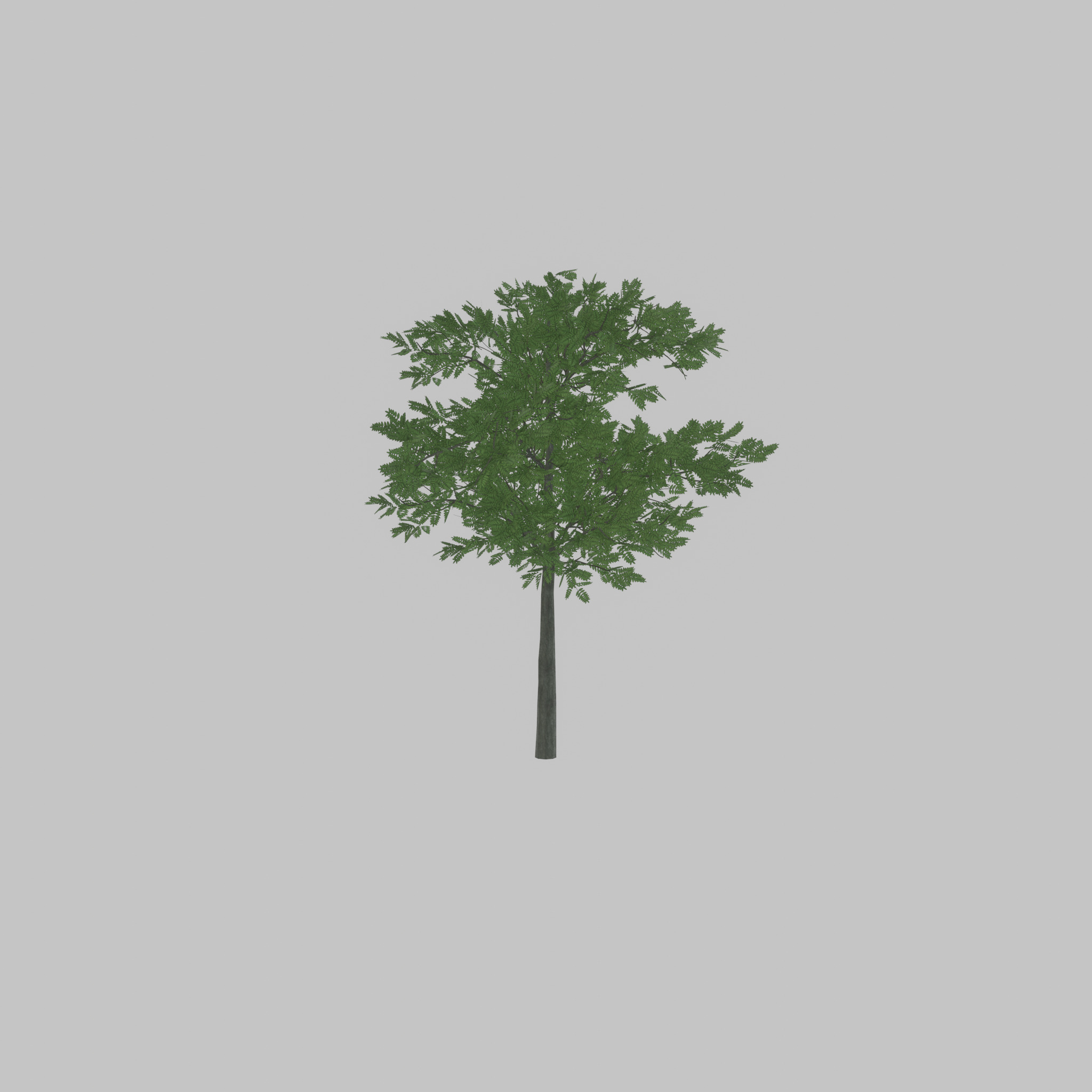 Japanese pagoda tree summer 8000mm Low-poly 3D model_54