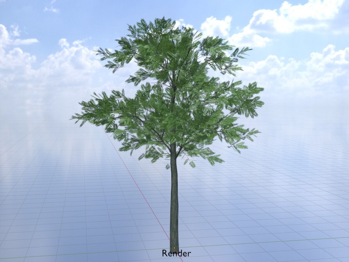 Japanese pagoda tree summer 8000mm Low-poly 3D model_18
