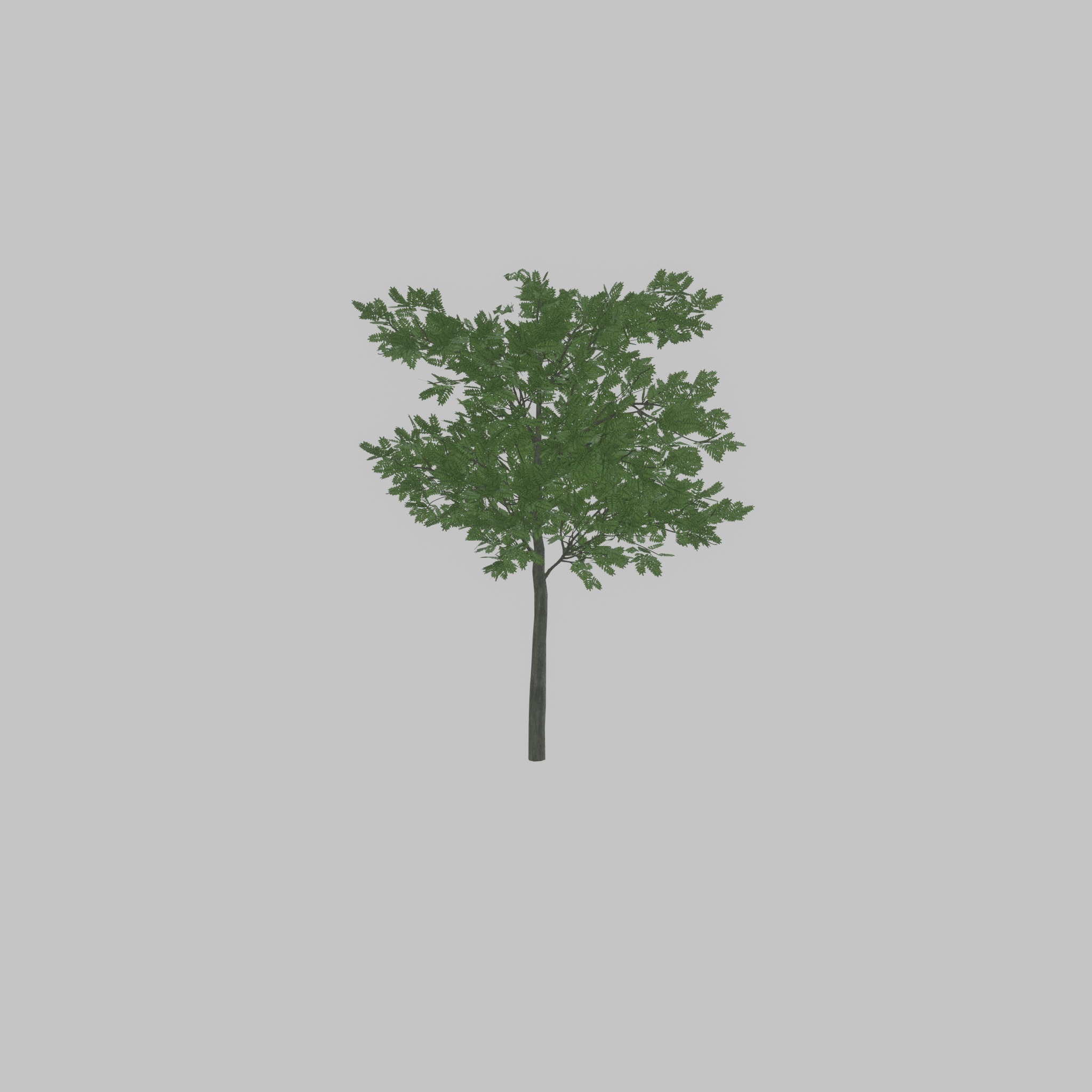 Japanese pagoda tree summer 8000mm Low-poly 3D model_49