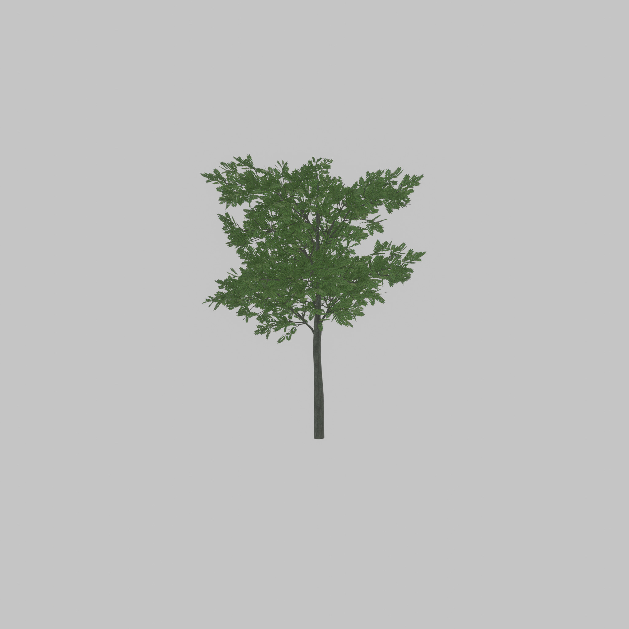 Japanese pagoda tree summer 8000mm Low-poly 3D model_31