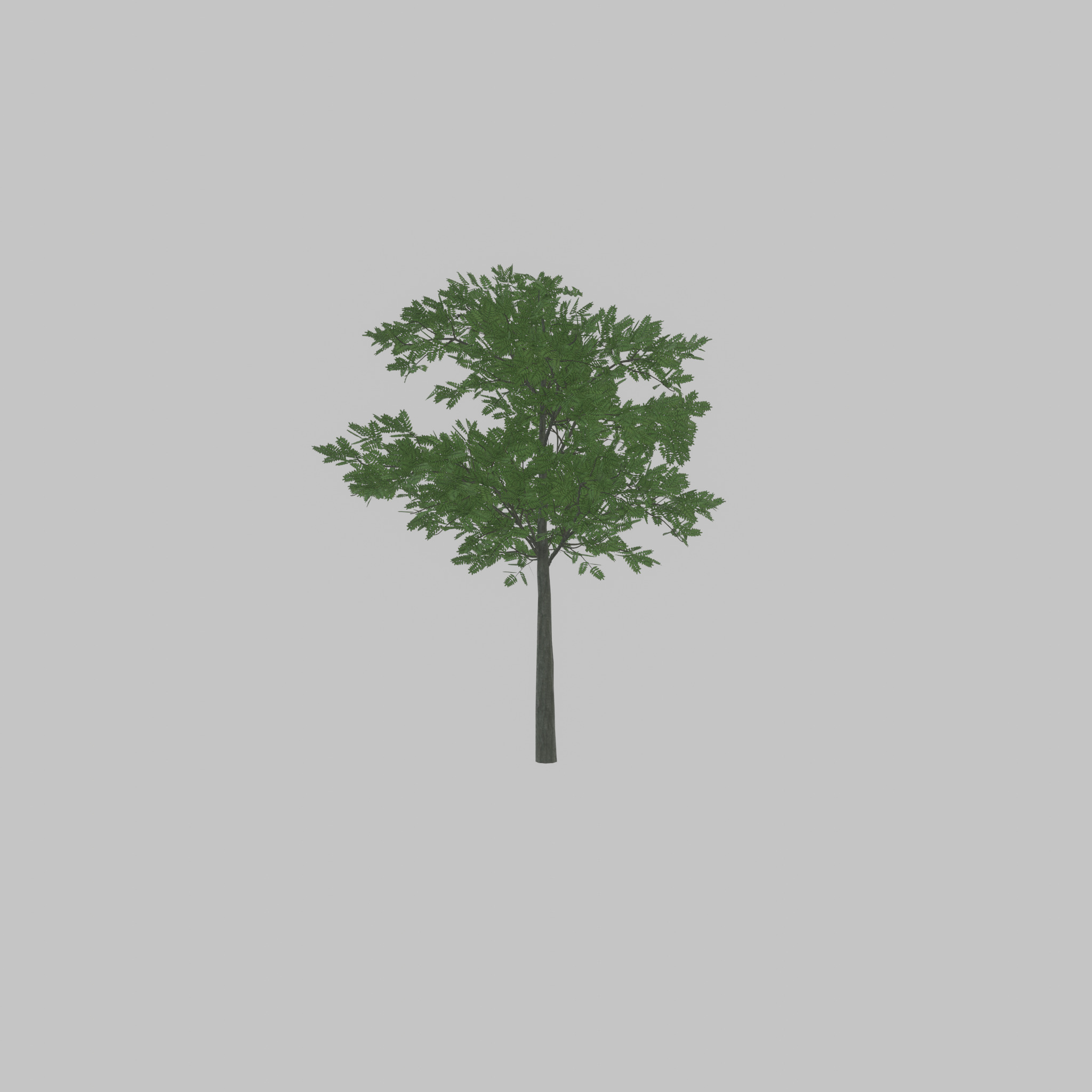 Japanese pagoda tree summer 8000mm Low-poly 3D model_38
