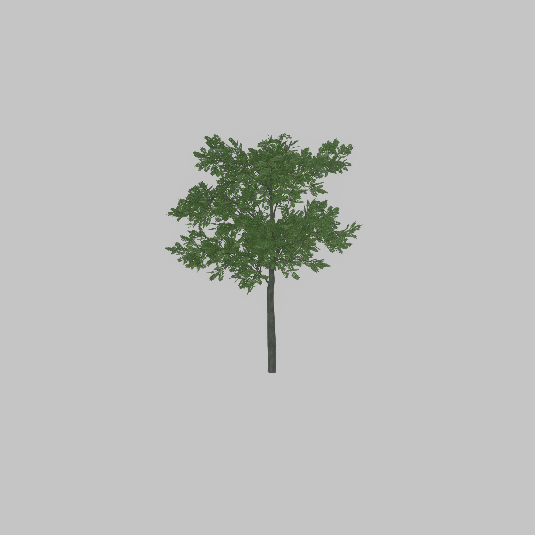 Japanese pagoda tree summer 8000mm Low-poly 3D model_27