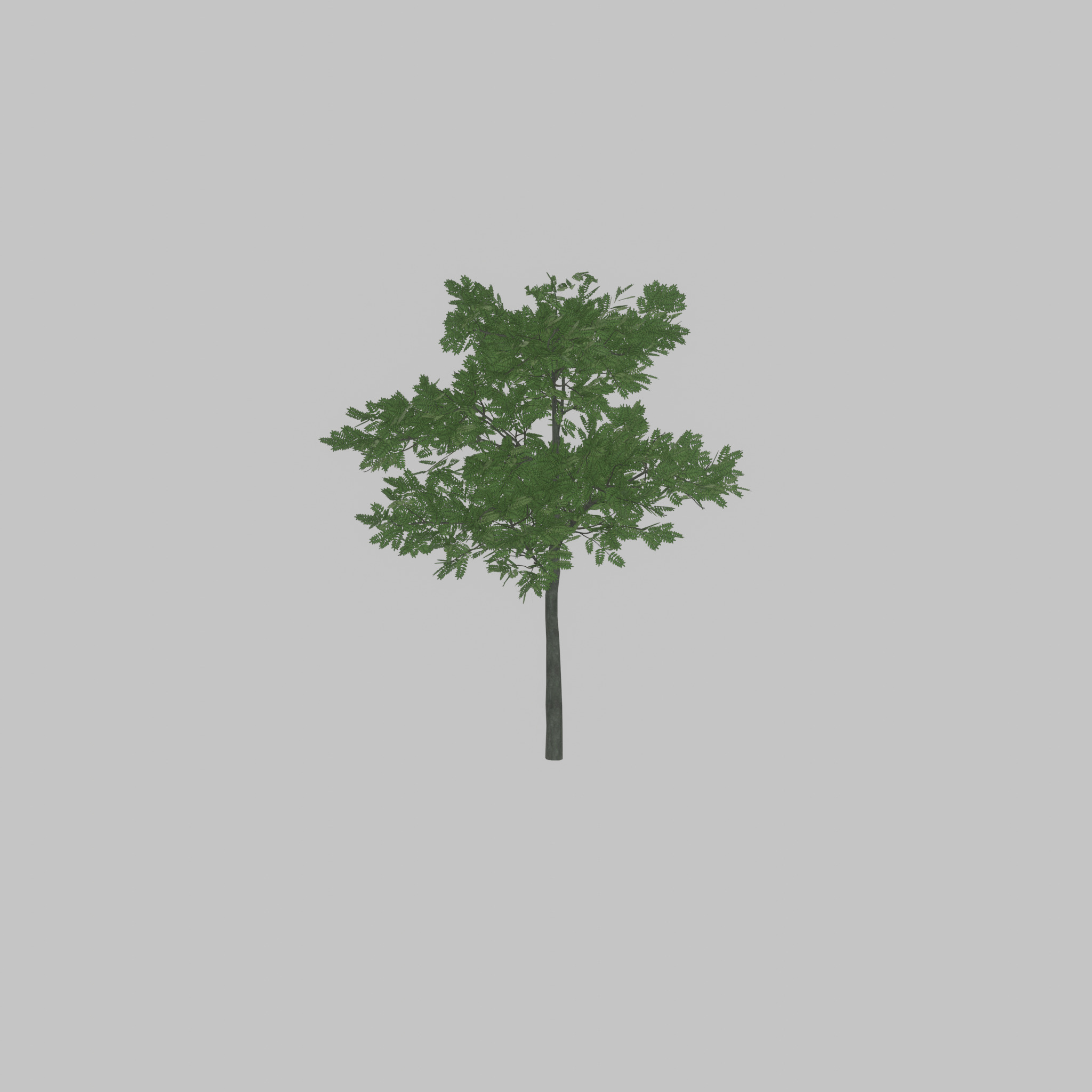 Japanese pagoda tree summer 8000mm Low-poly 3D model_25