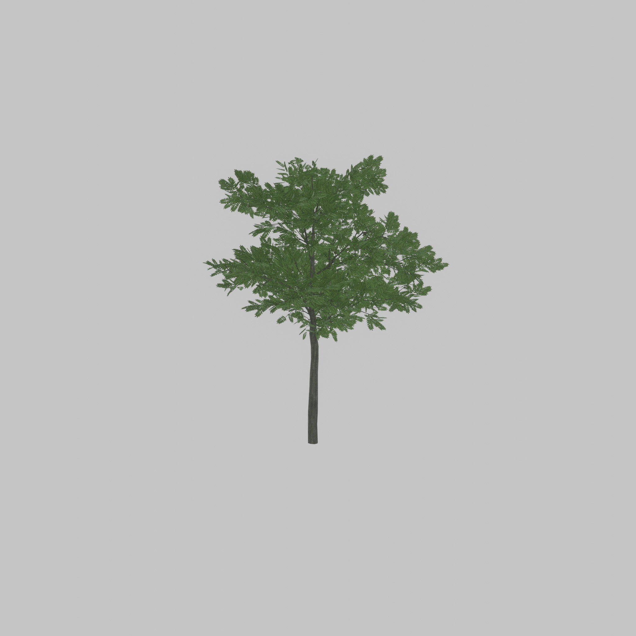 Japanese pagoda tree summer 8000mm Low-poly 3D model_46