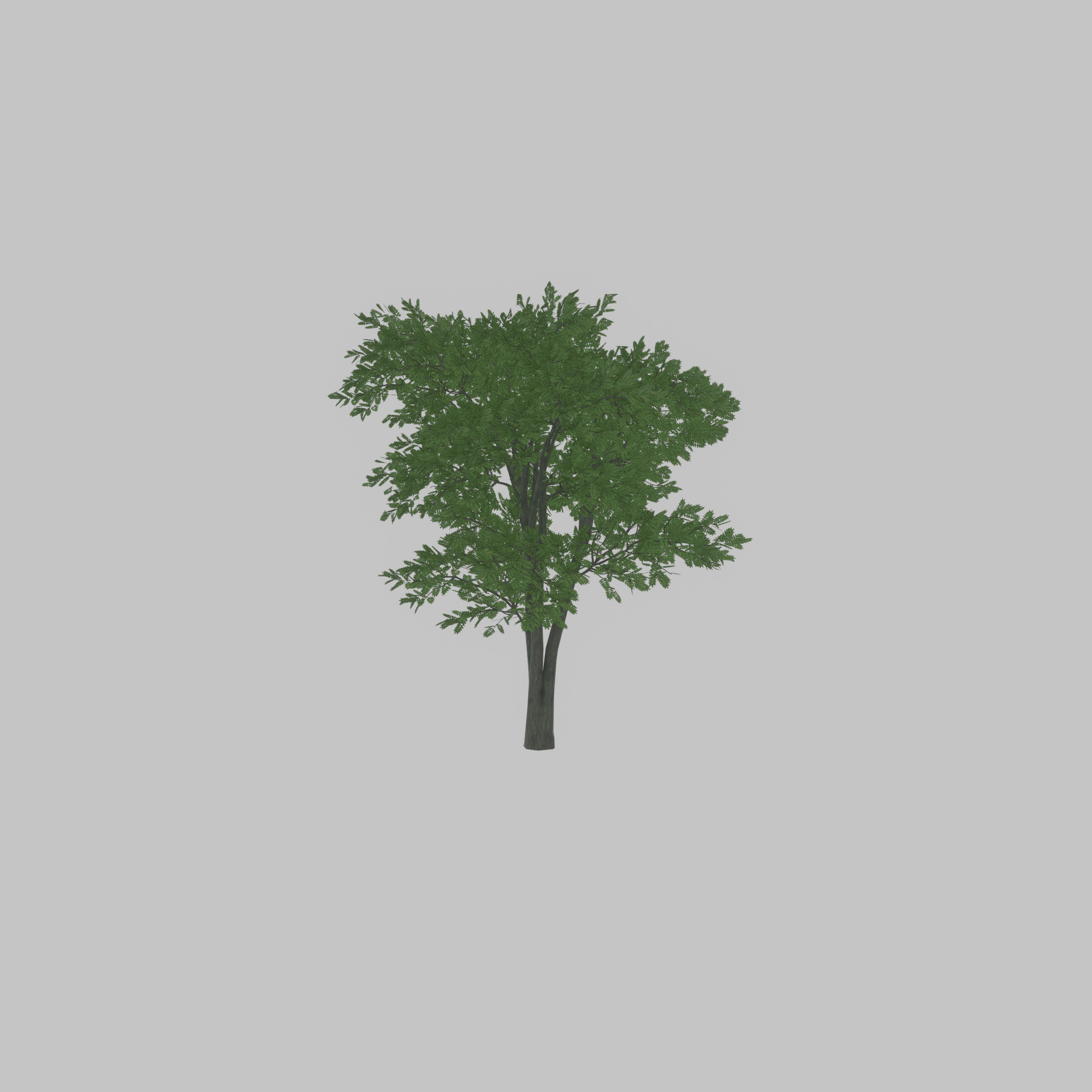 Japanese pagoda tree summer 12000mm Low-poly 3D model_35