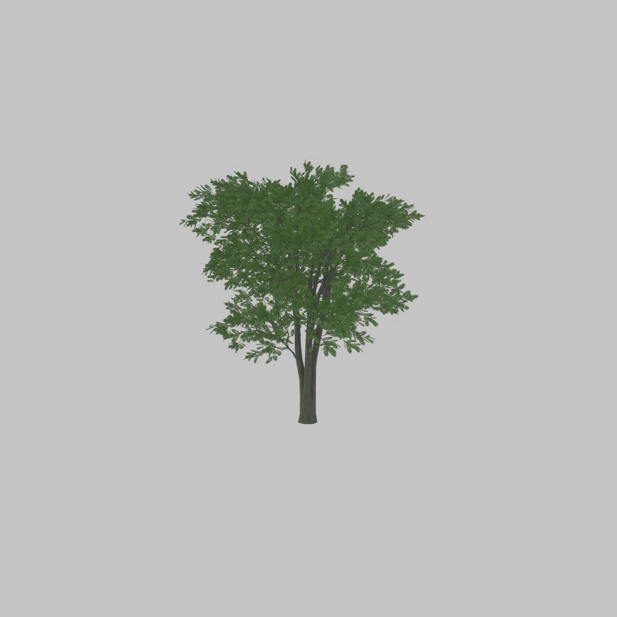 Japanese pagoda tree summer 12000mm Low-poly 3D model_31