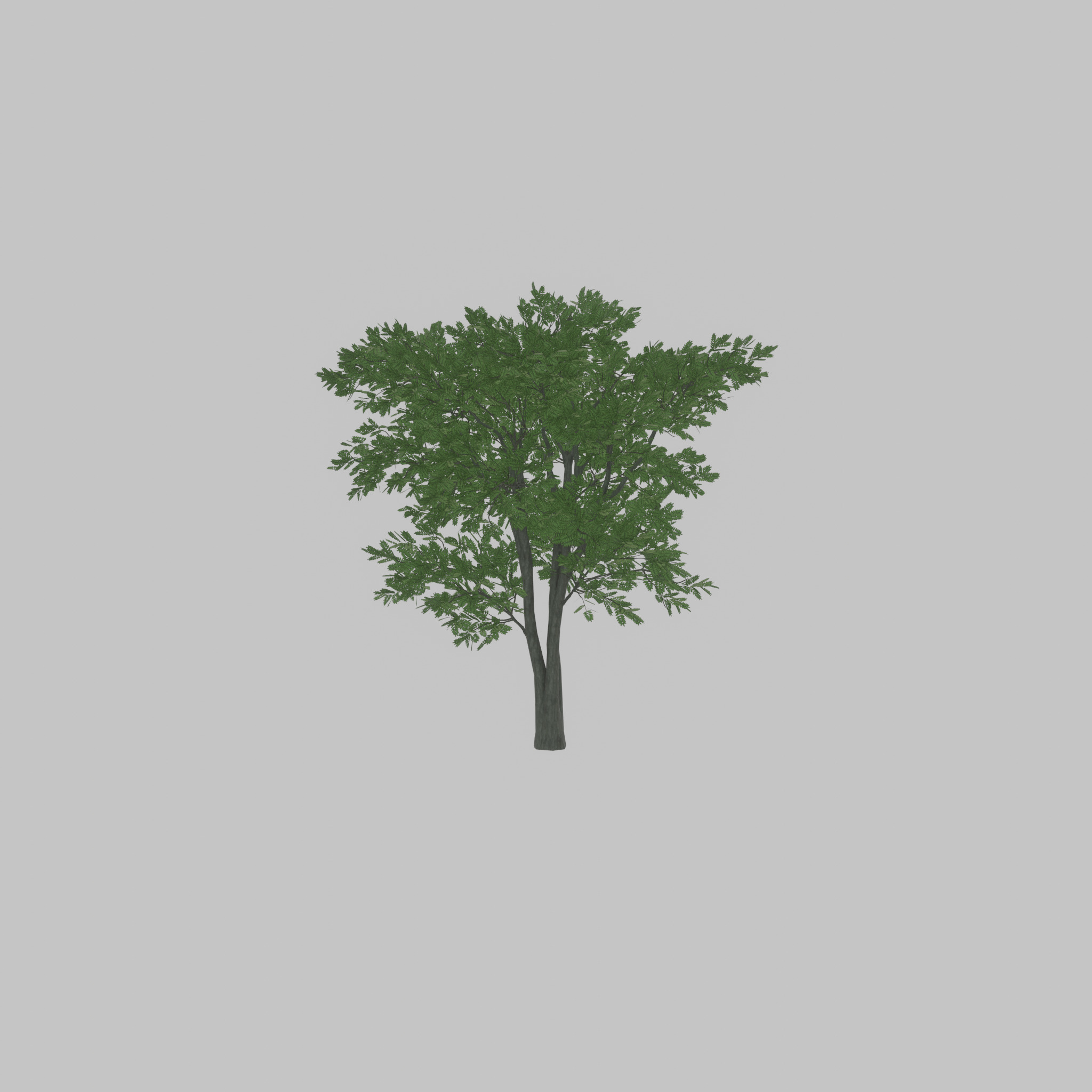 Japanese pagoda tree summer 12000mm Low-poly 3D model_28