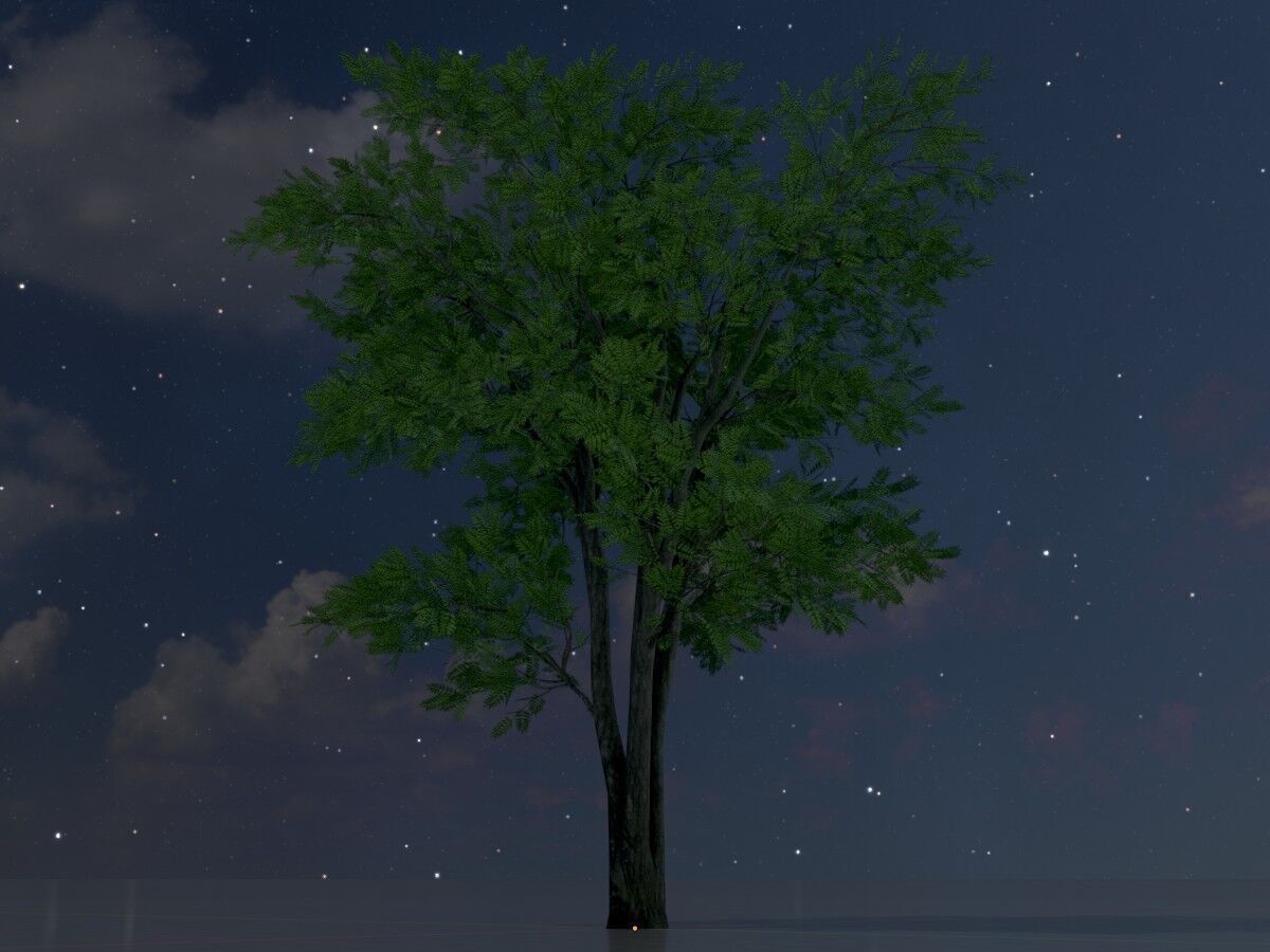 Japanese pagoda tree summer 12000mm Low-poly 3D model_4