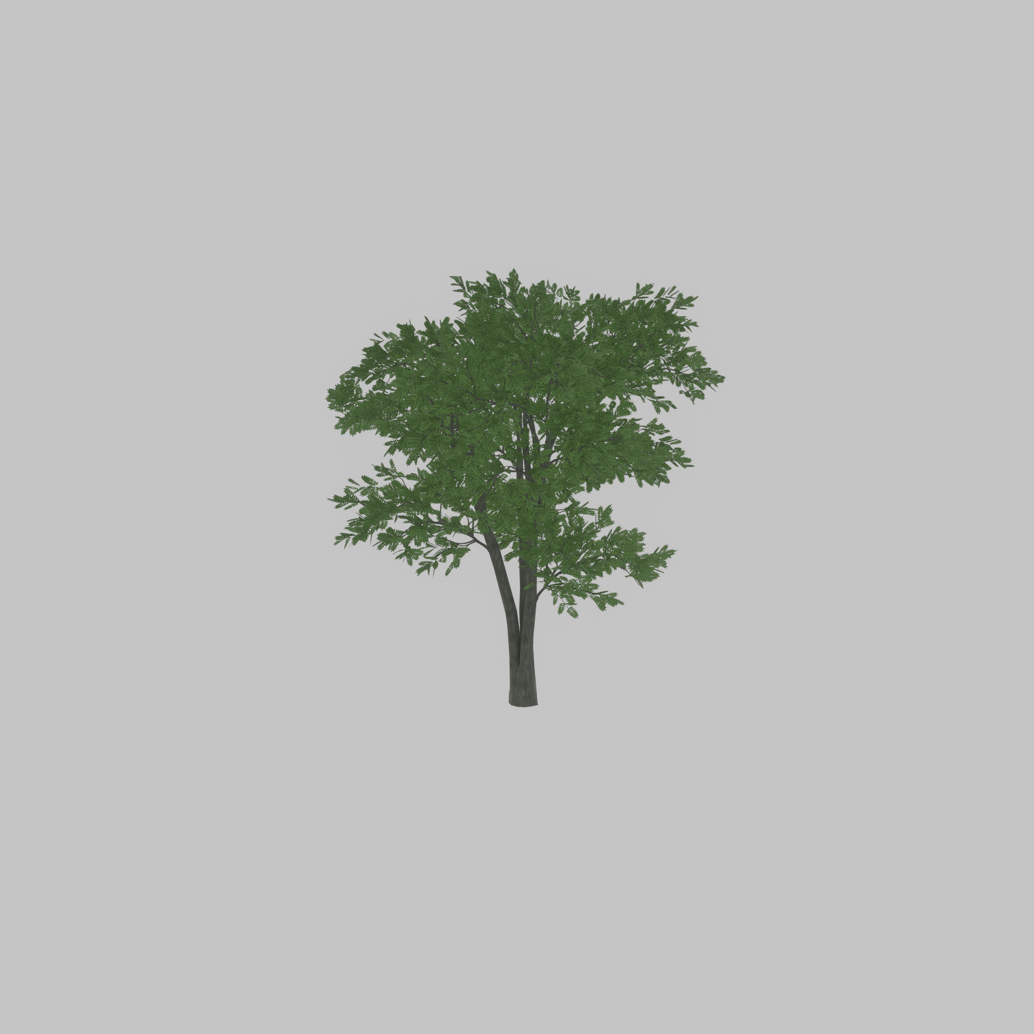 Japanese pagoda tree summer 12000mm Low-poly 3D model_51