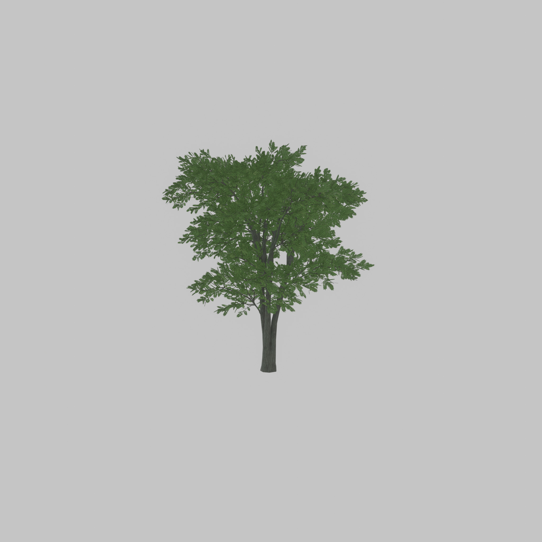Japanese pagoda tree summer 12000mm Low-poly 3D model_34