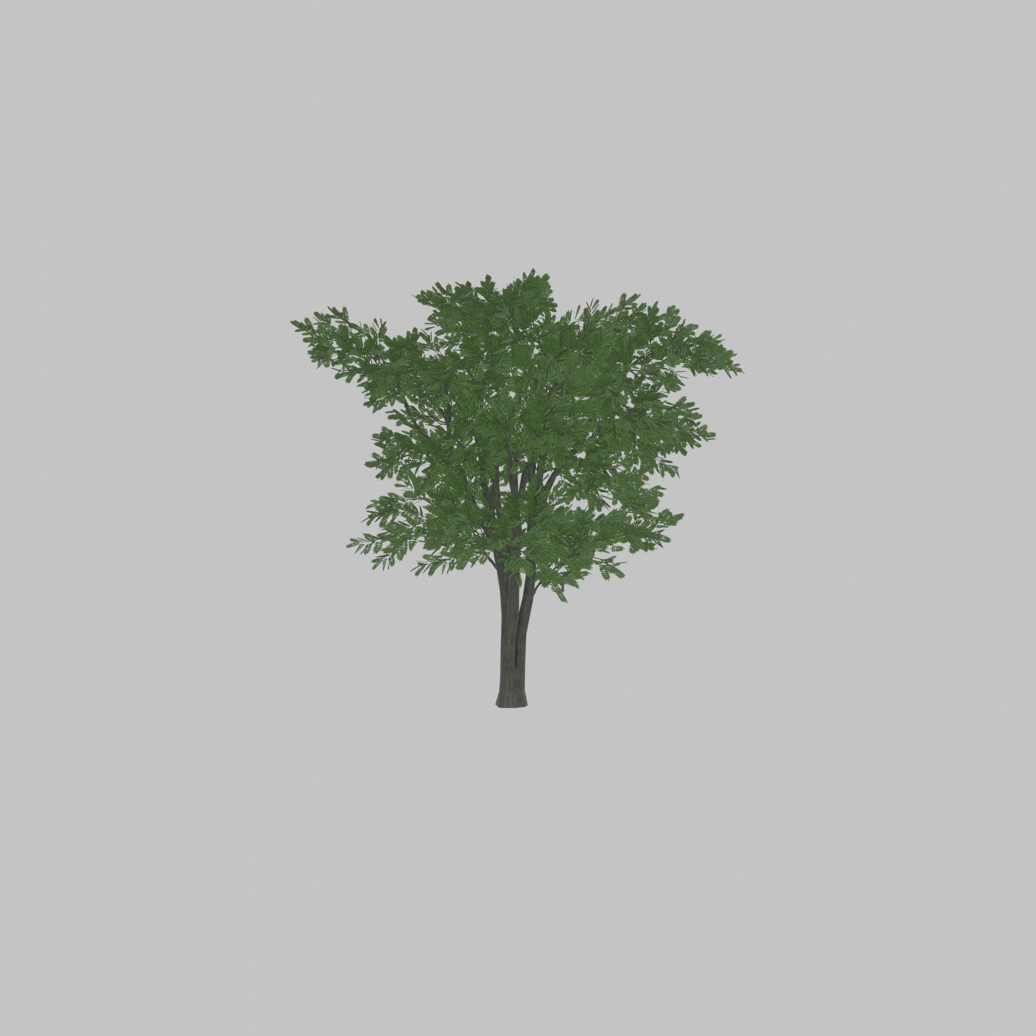 Japanese pagoda tree summer 12000mm Low-poly 3D model_46