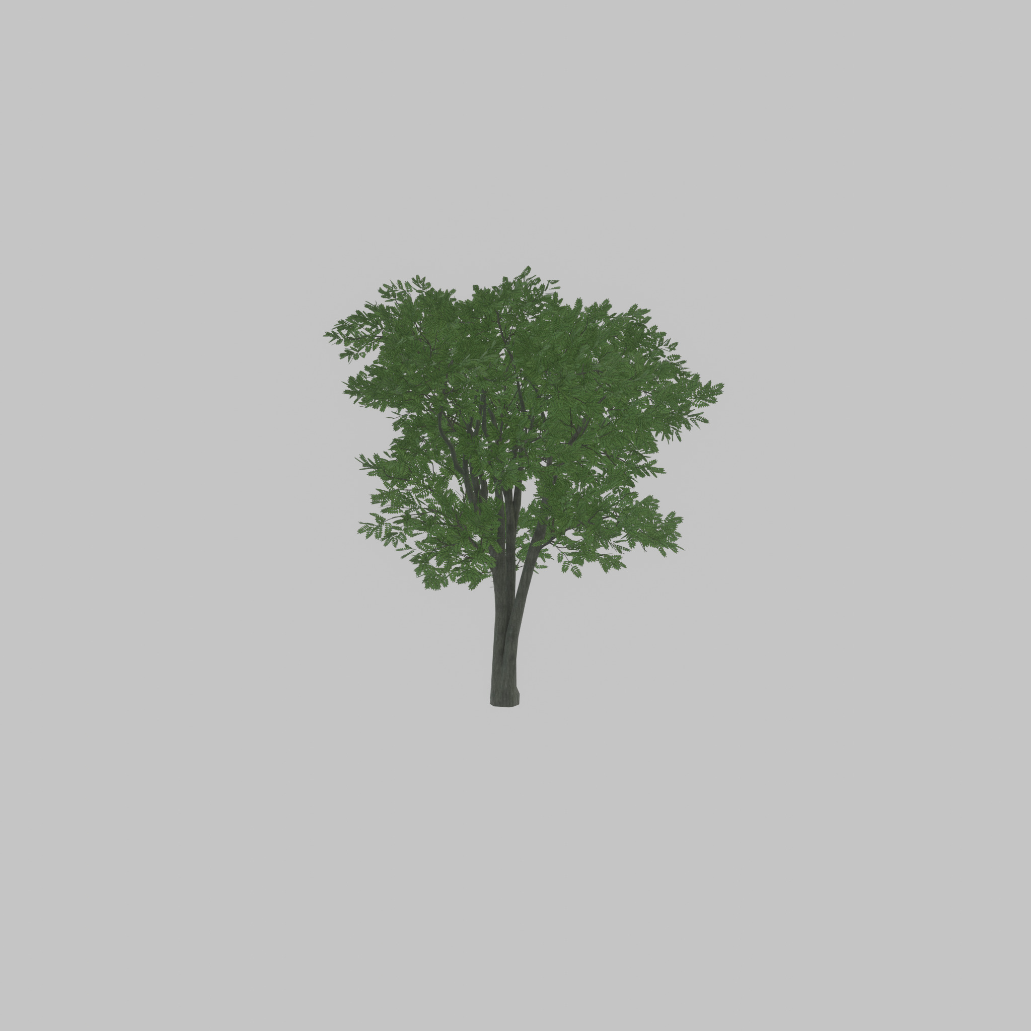 Japanese pagoda tree summer 12000mm Low-poly 3D model_39