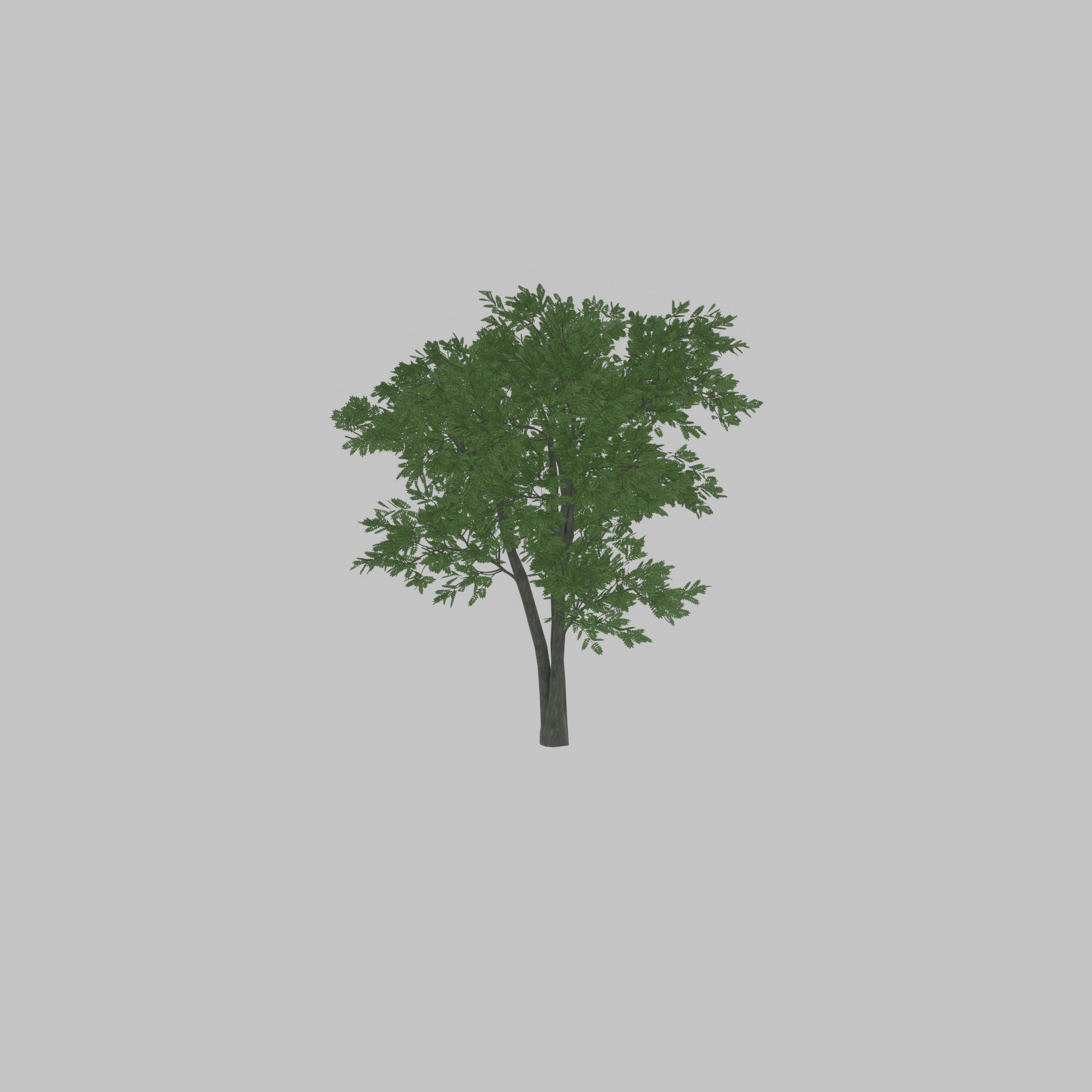 Japanese pagoda tree summer 12000mm Low-poly 3D model_52