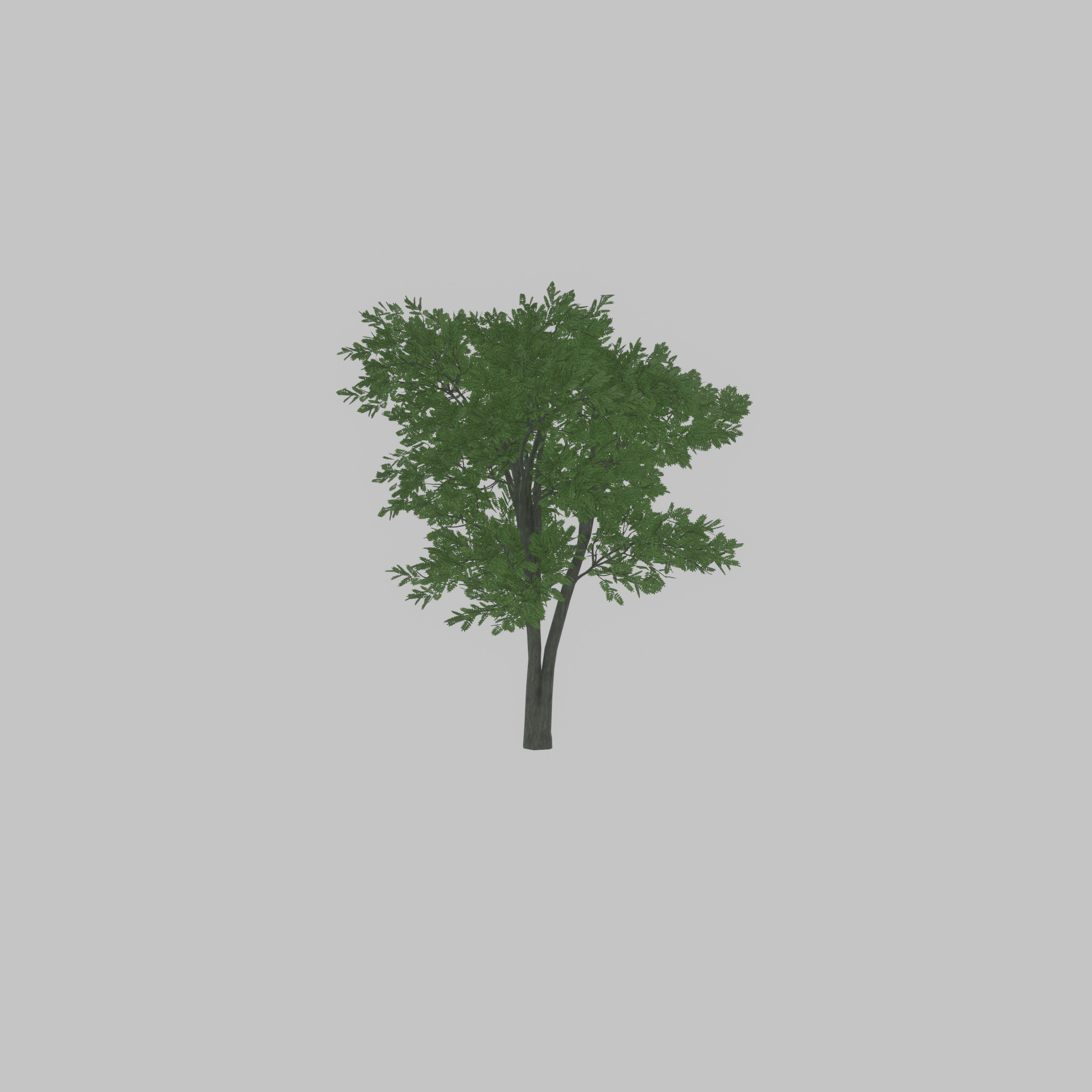 Japanese pagoda tree summer 12000mm Low-poly 3D model_36