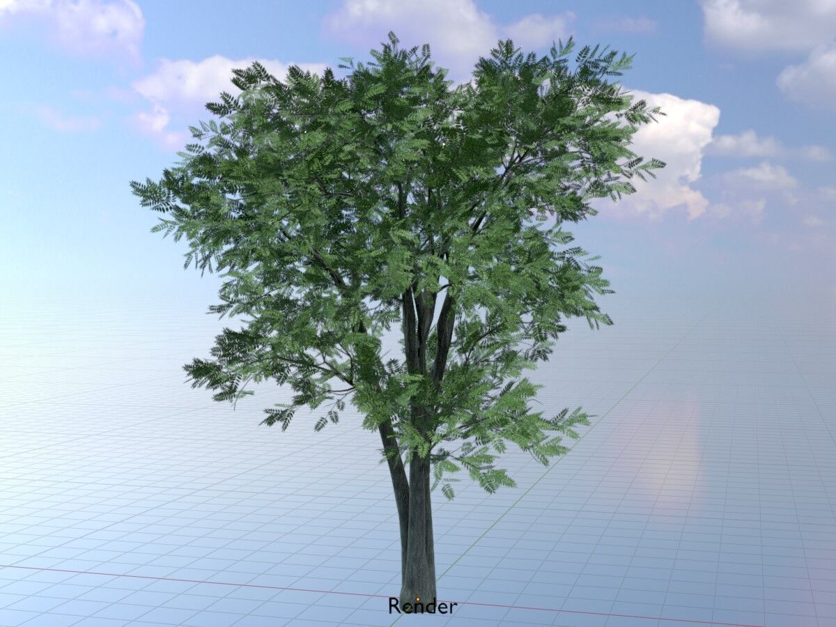 Japanese pagoda tree summer 12000mm Low-poly 3D model_19