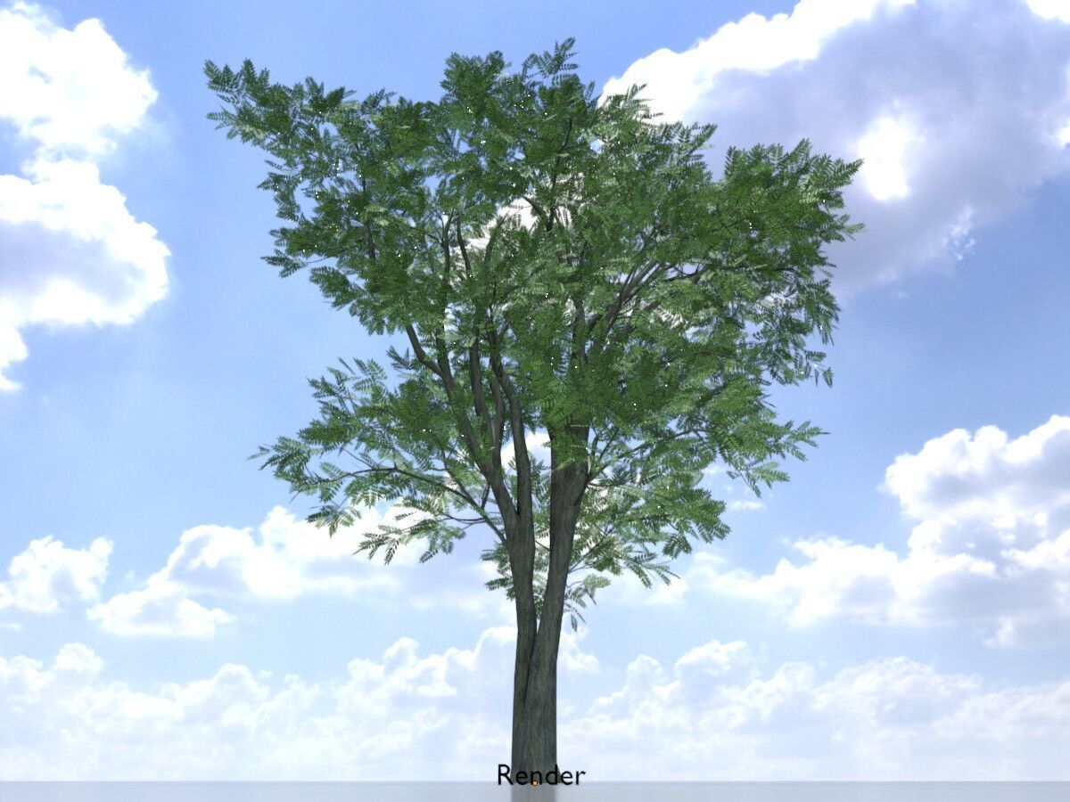 Japanese pagoda tree summer 12000mm Low-poly 3D model_13