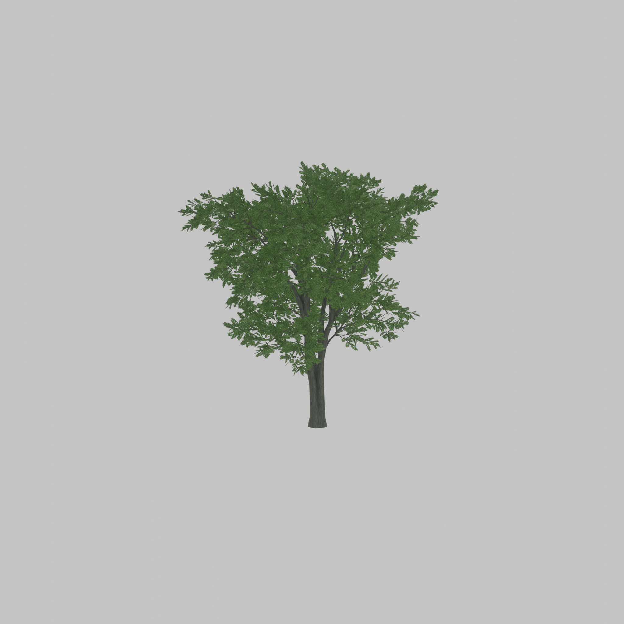 Japanese pagoda tree summer 12000mm Low-poly 3D model_24