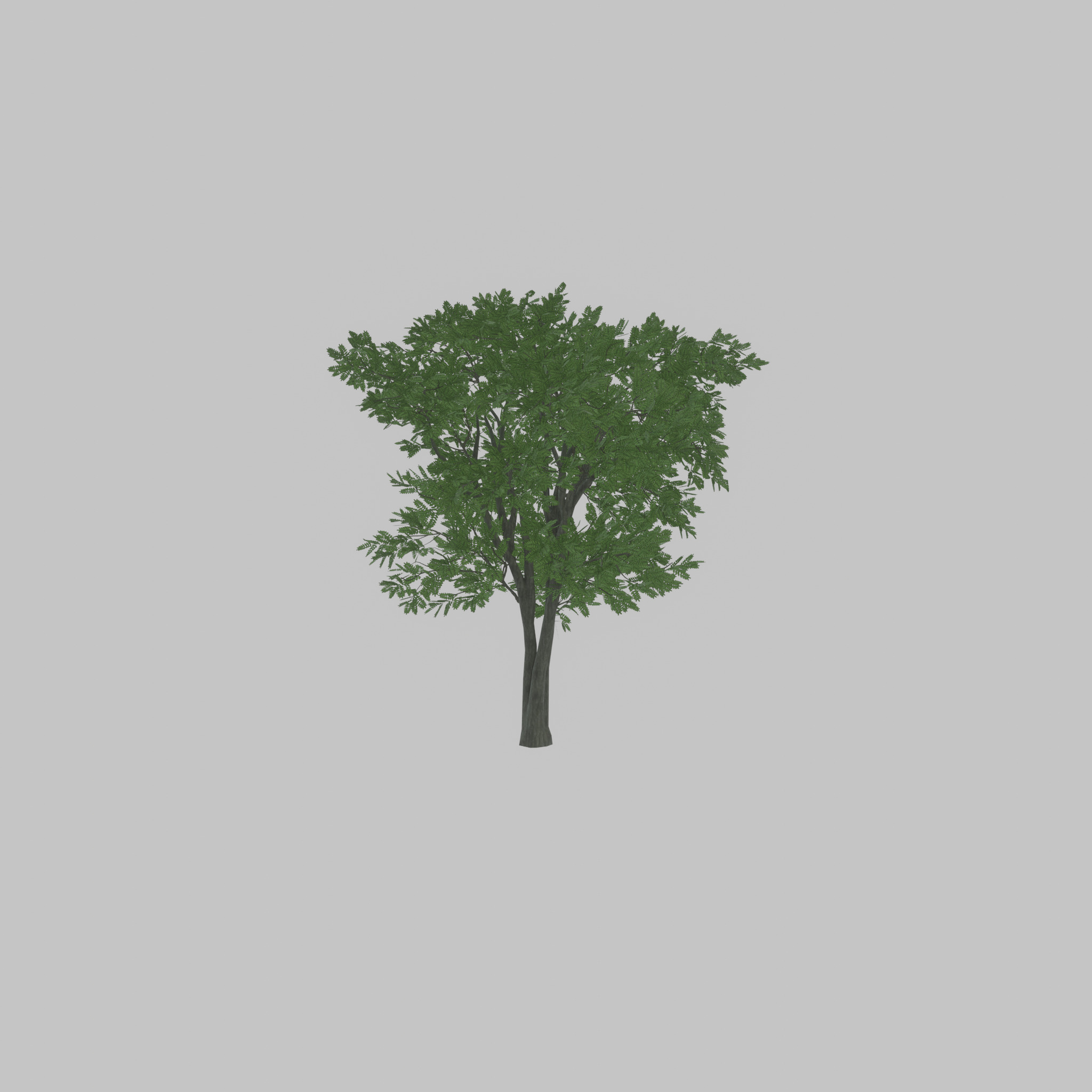 Japanese pagoda tree summer 12000mm Low-poly 3D model_42